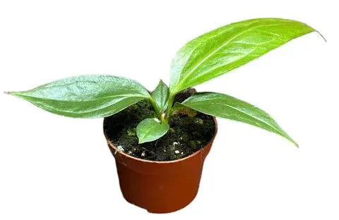 Anthurium - Große Auswahl Flamingoblumen, Anthurien - Image