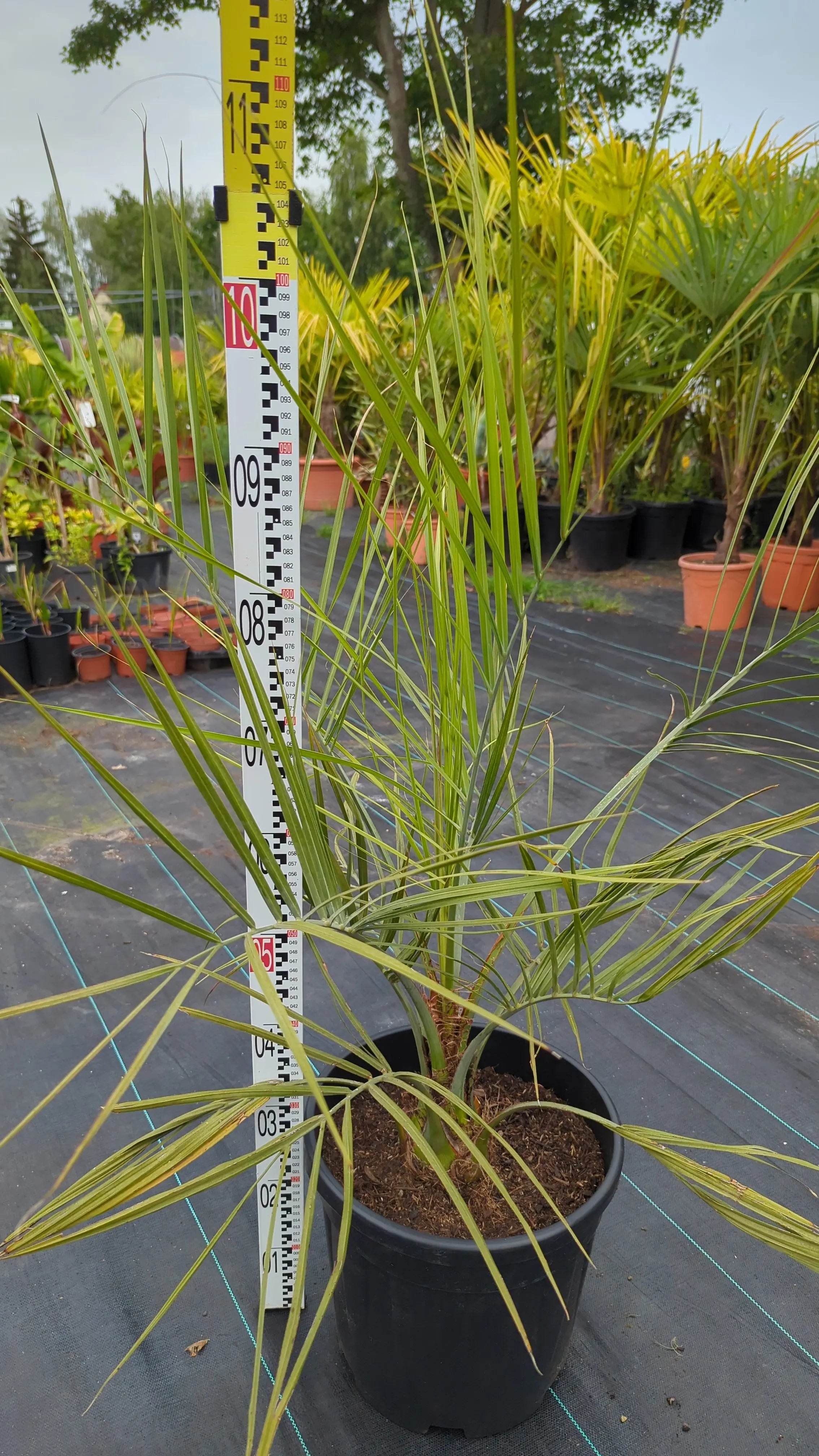 Butia capitata var. odarata - Geleepalme - Image