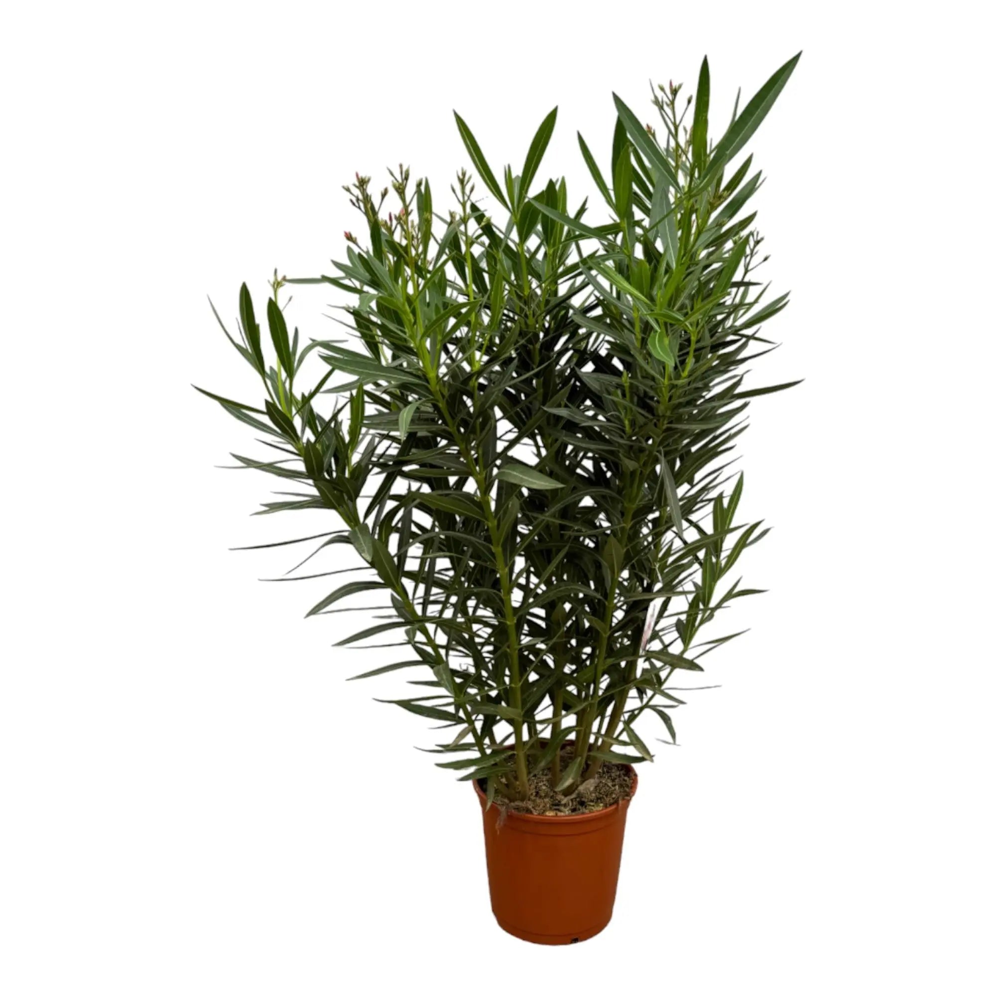 Nerium Oleander - Rosenlorbeer - Image