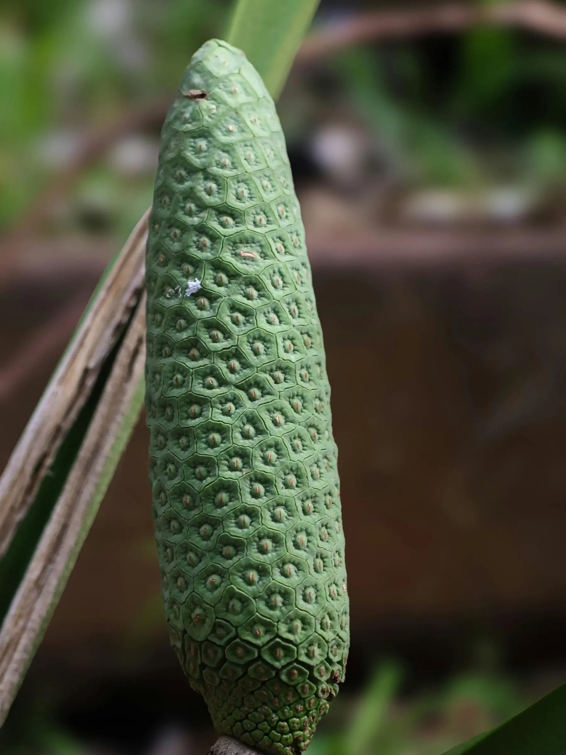 Monstera Deliciosa - Köstliches Fensterblatt - Image