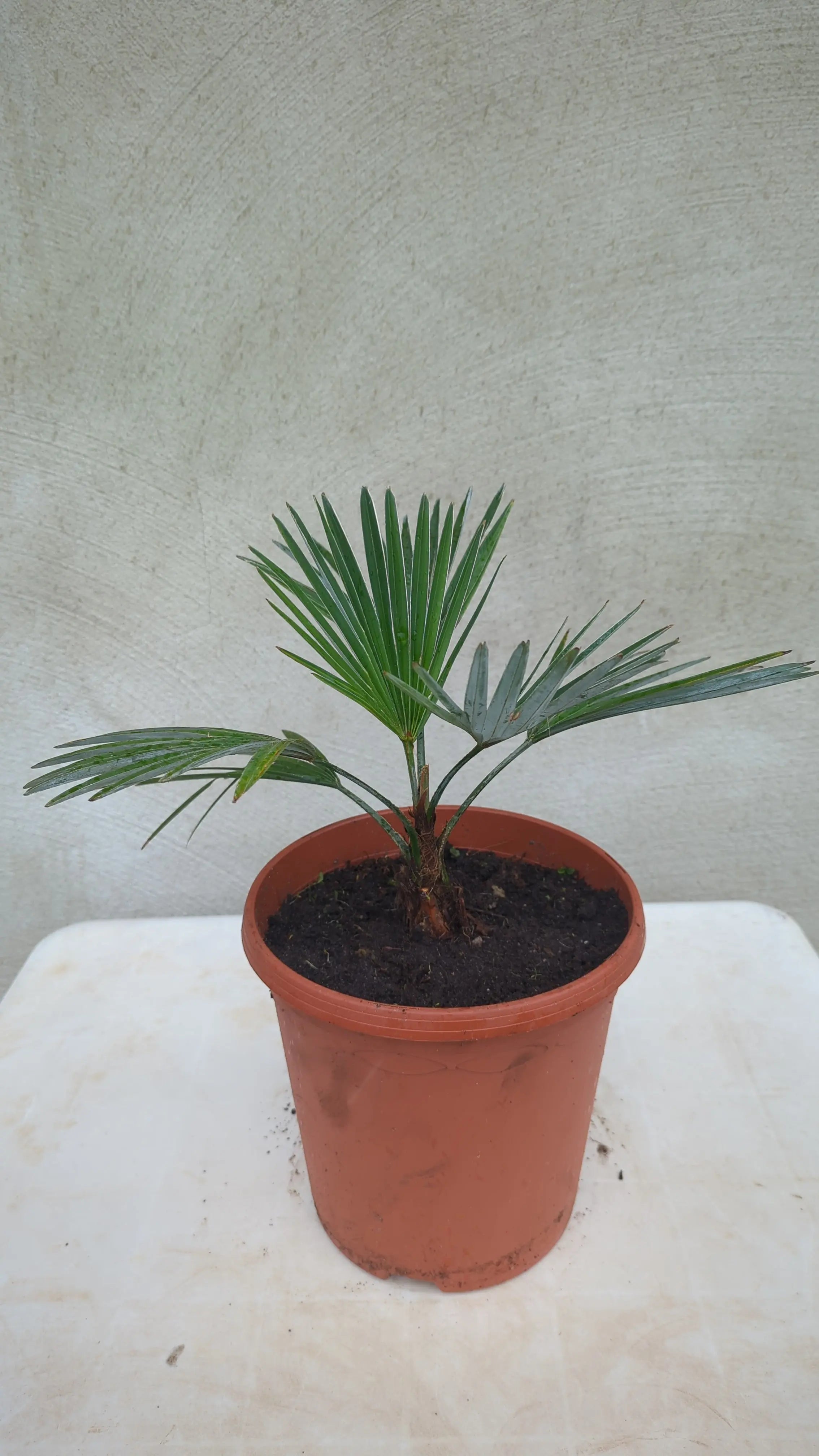 Trachycarpus princeps - Marmorhanfpalme - Image