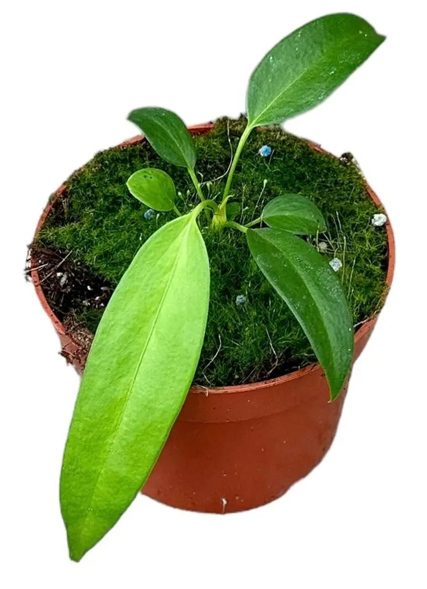 Anthurium - Große Auswahl Flamingoblumen, Anthurien - Image