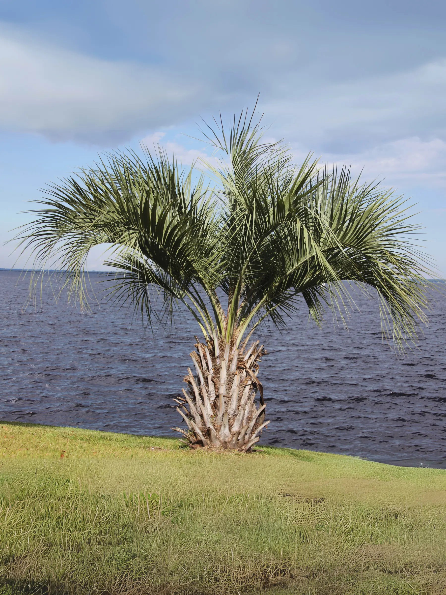 Butia capitata var. odorata - Geleepalme - Image