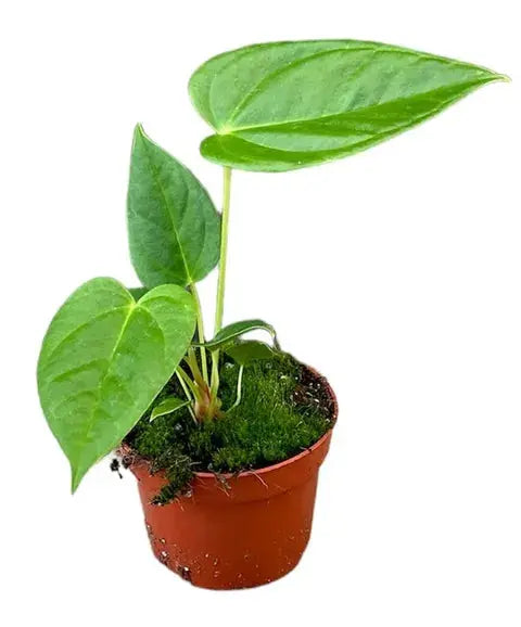 Anthurium - Große Auswahl Flamingoblumen, Anthurien - Image