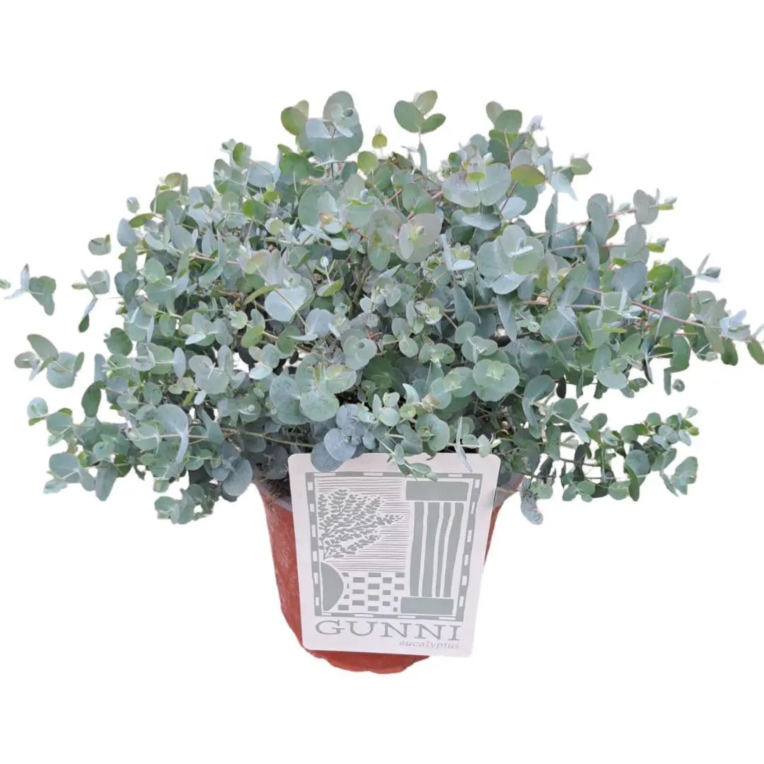 Eucalyptus gunnii - Mostgummi-Eukalyptus - Image