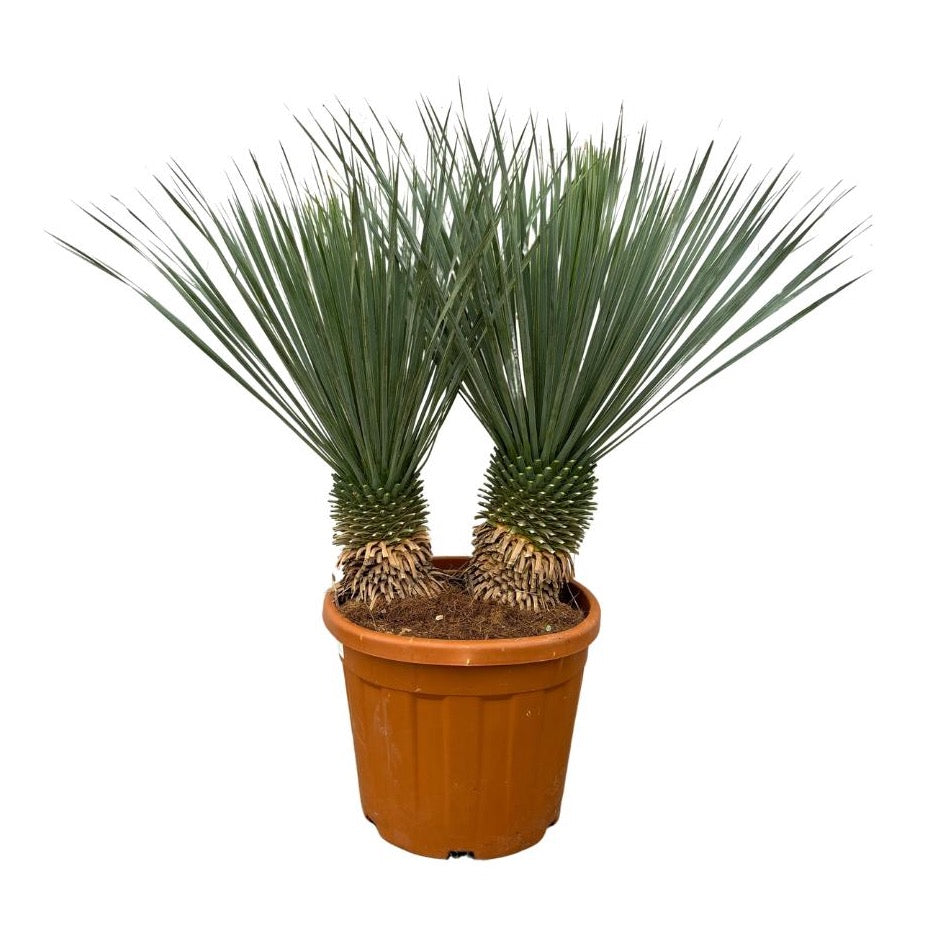 Yucca rostrata - Blaublättrige Palmlilie