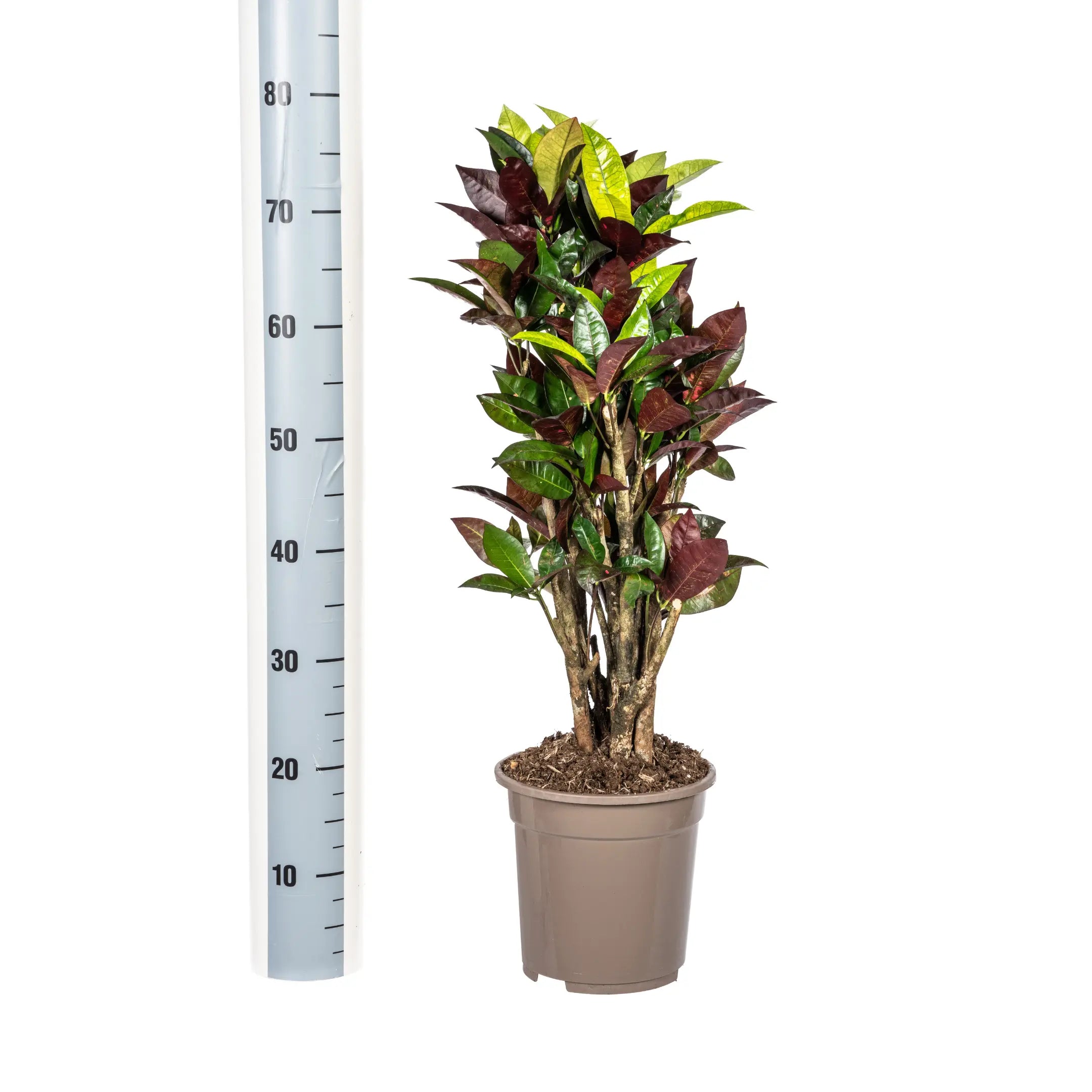 Croton Codiaeum variegatum - Wunderstrauch, Kroton - Image