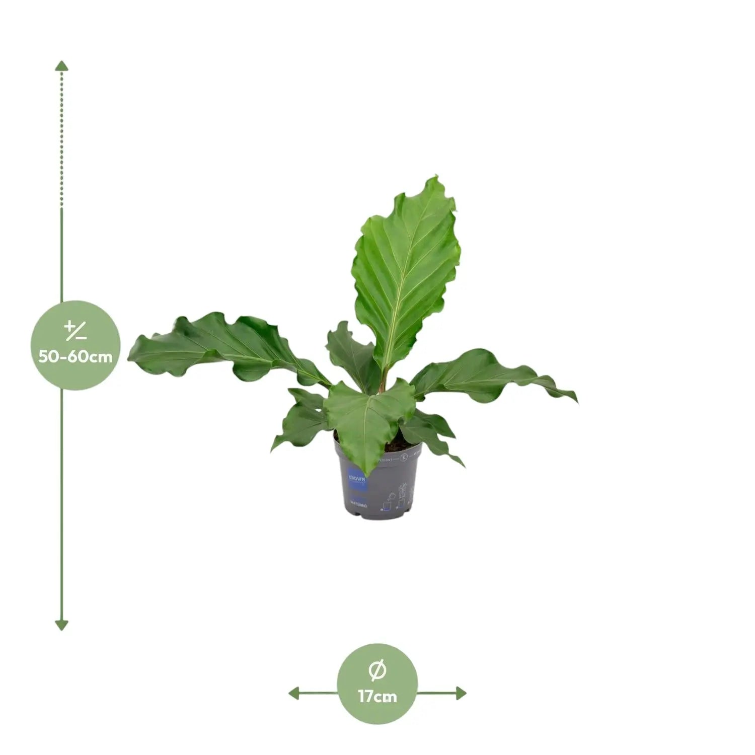 Anthurium - Große Auswahl Flamingoblumen, Anthurien - Image