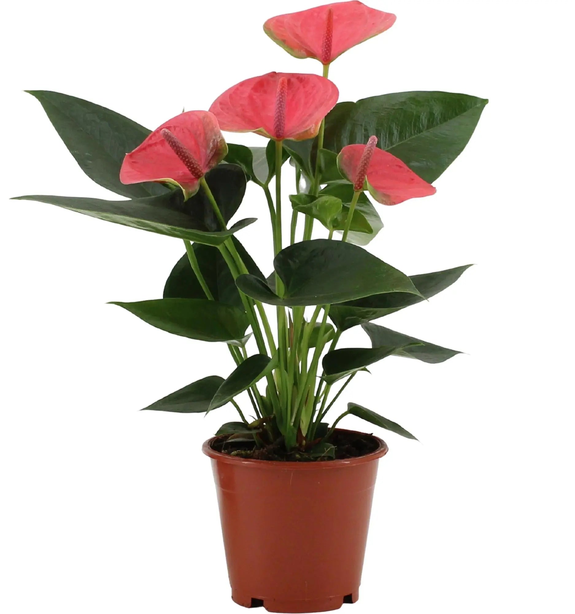 Anthurium - Verschiedene Sorten Großer Flamingoblumen - Image