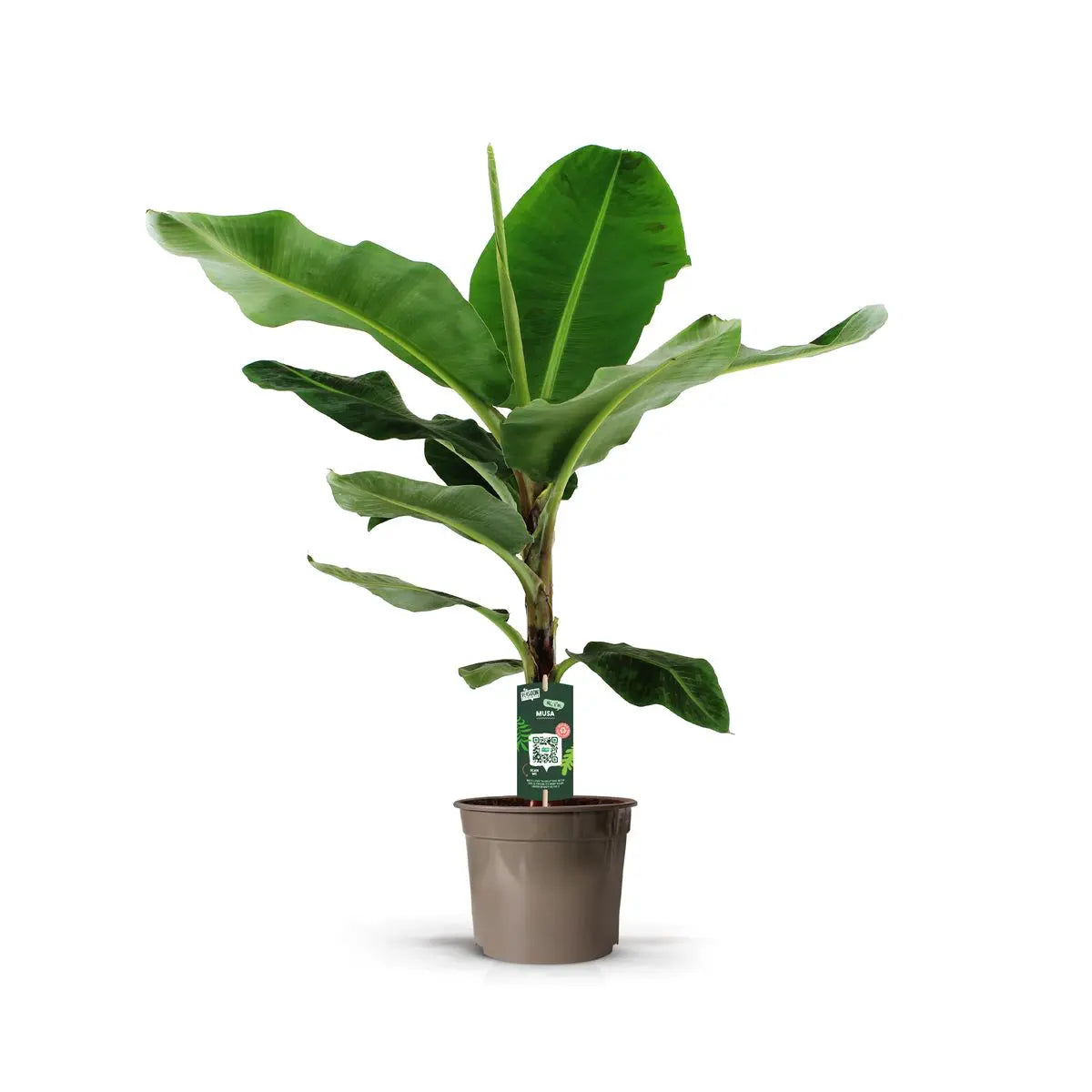Musa Dwarf Cavendish - Zwerg-Essbanane - Image