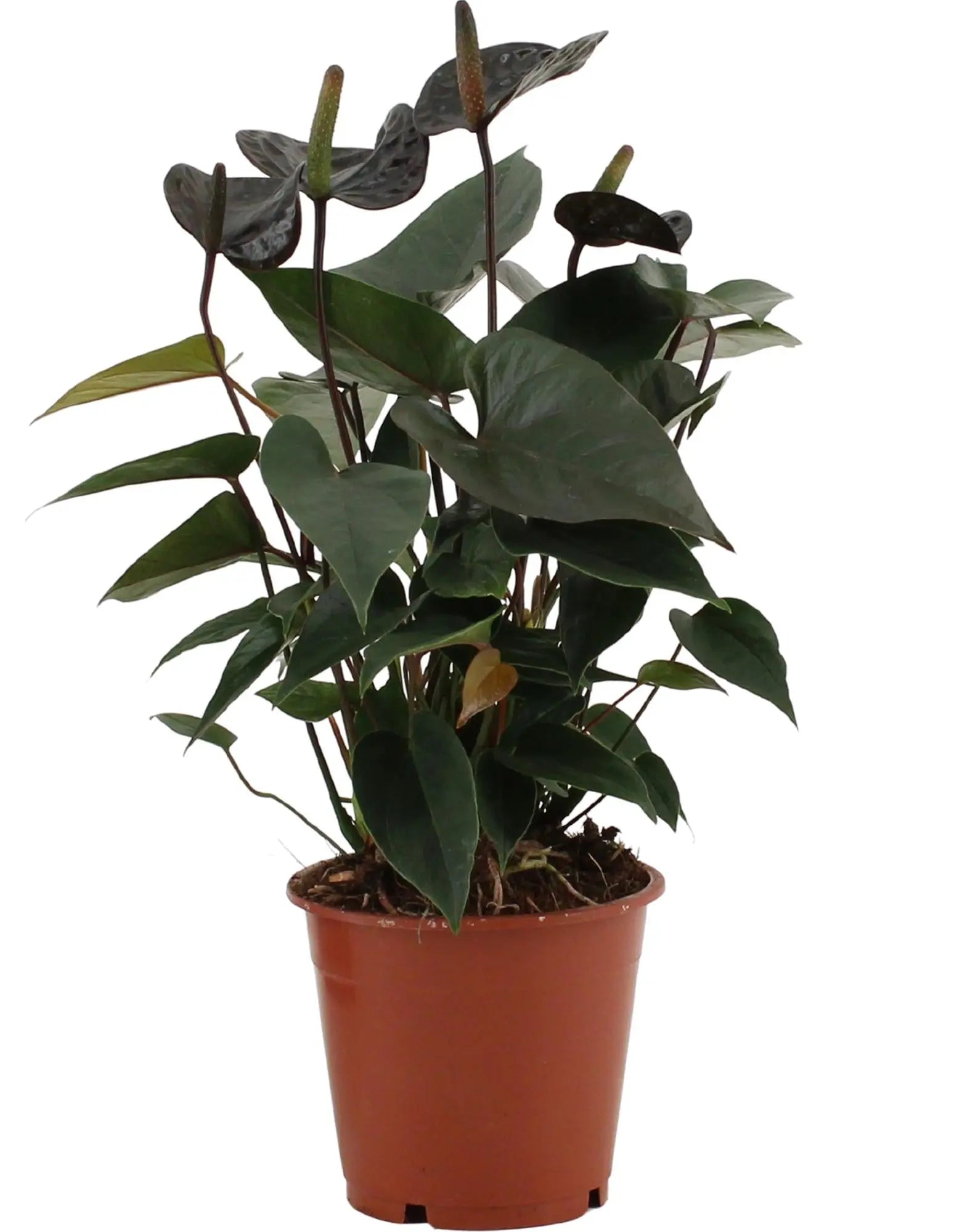 Anthurium - Verschiedene Sorten Großer Flamingoblumen - Image