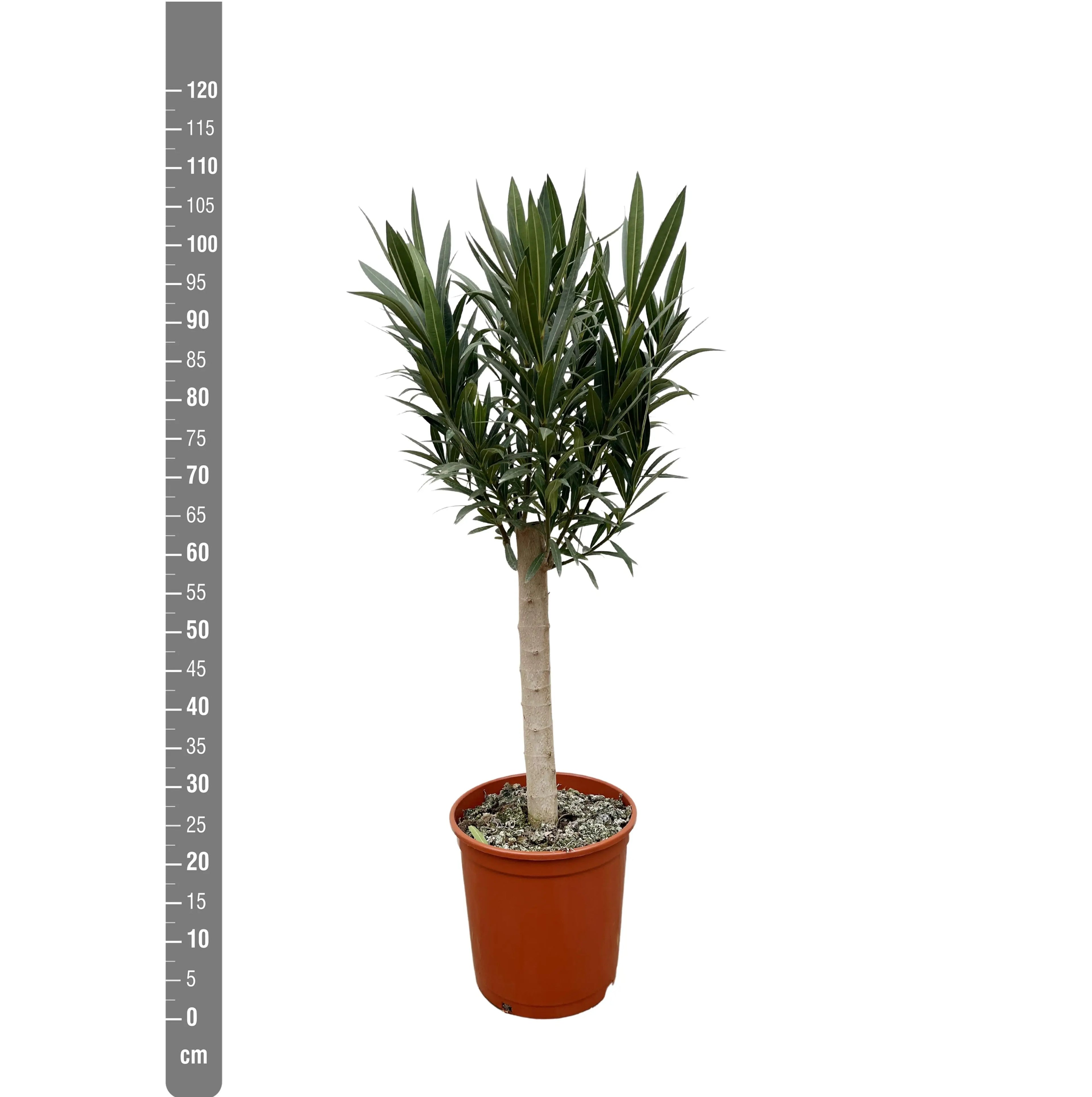 Nerium Oleander - Rosenlorbeer - Image