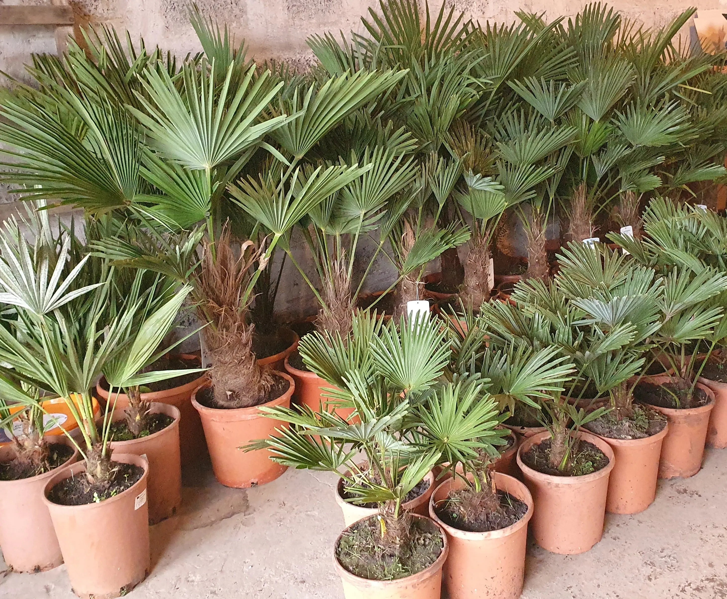 Trachycarpus wagnerianus - Wagner Hanfpalme - Image