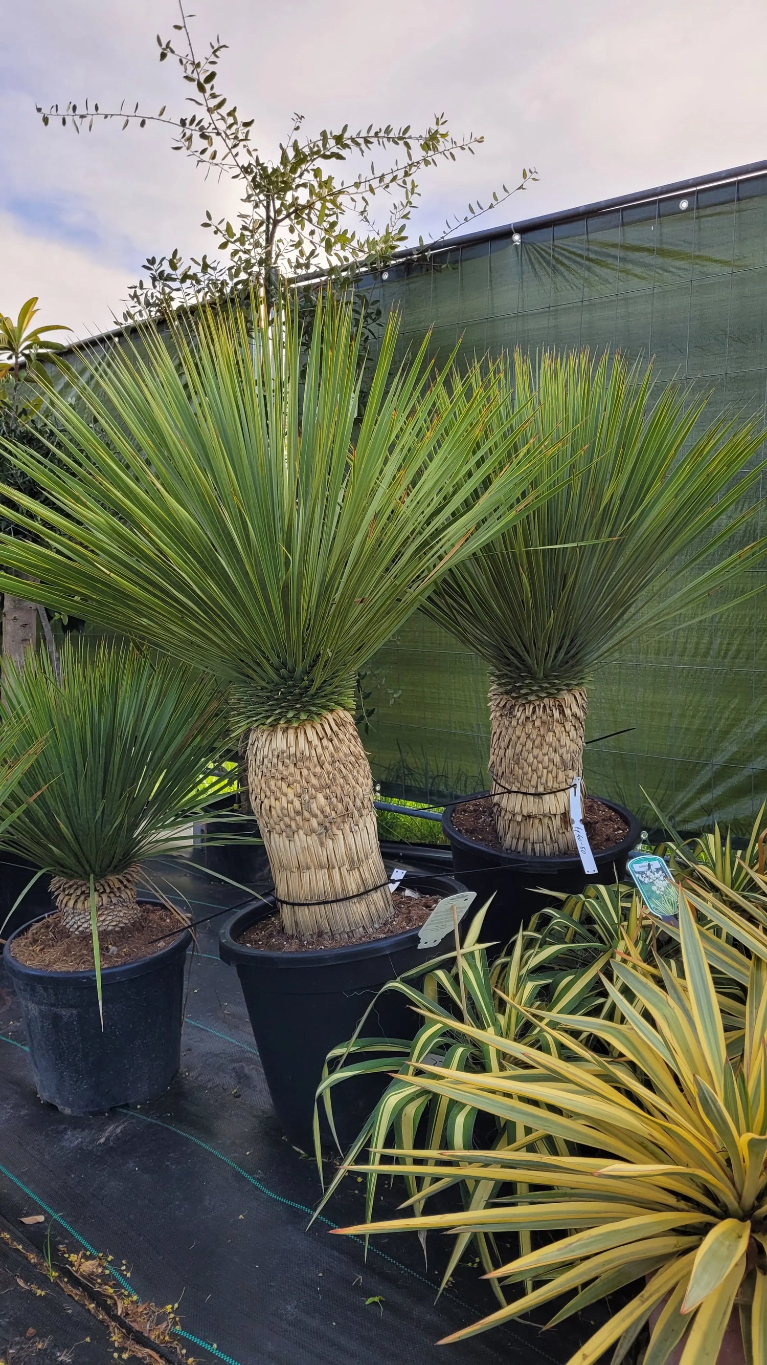 Yucca rostrata - Blaublättrige Palmlilie - Image