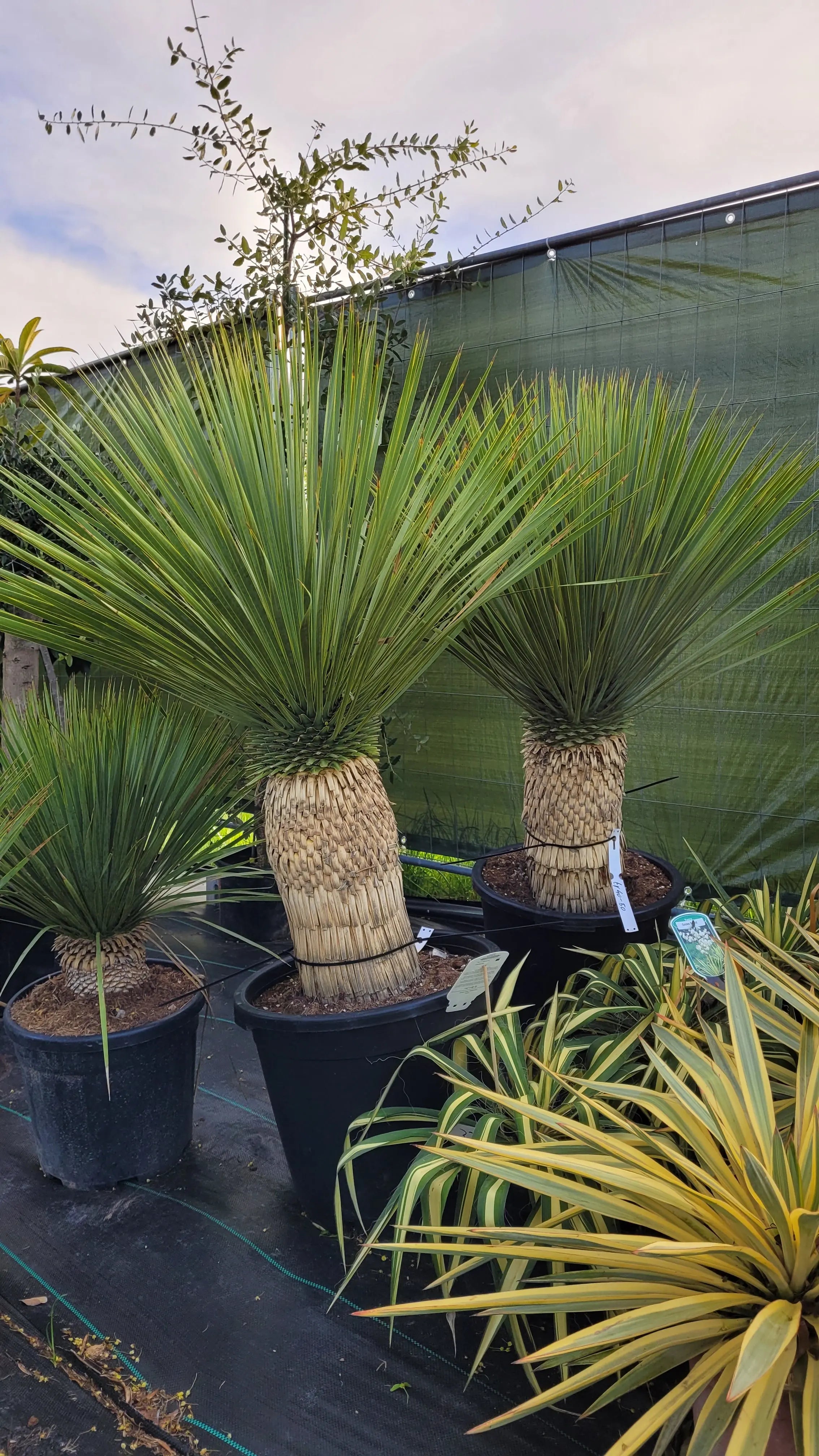 Yucca rostrata - Blaublättrige Palmlilie - Image