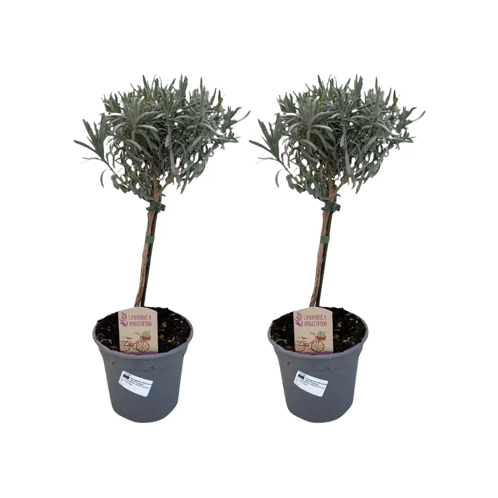 Lavandula - Verschiedene Sorten winterharter Lavendel - Image