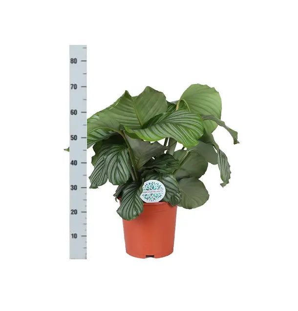 Calathea - Korbmarante - Image