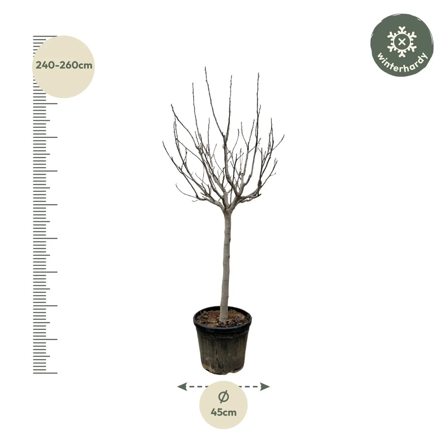 Ficus carica - Winterharte Echte Feige - Image