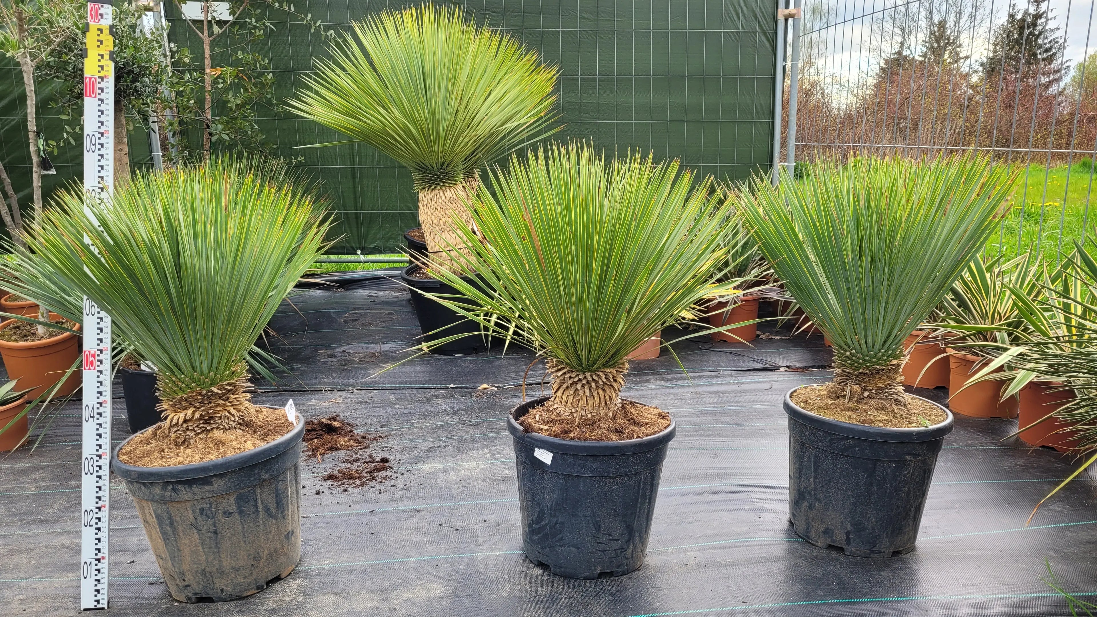 Yucca rostrata - Blaublättrige Palmlilie - Image