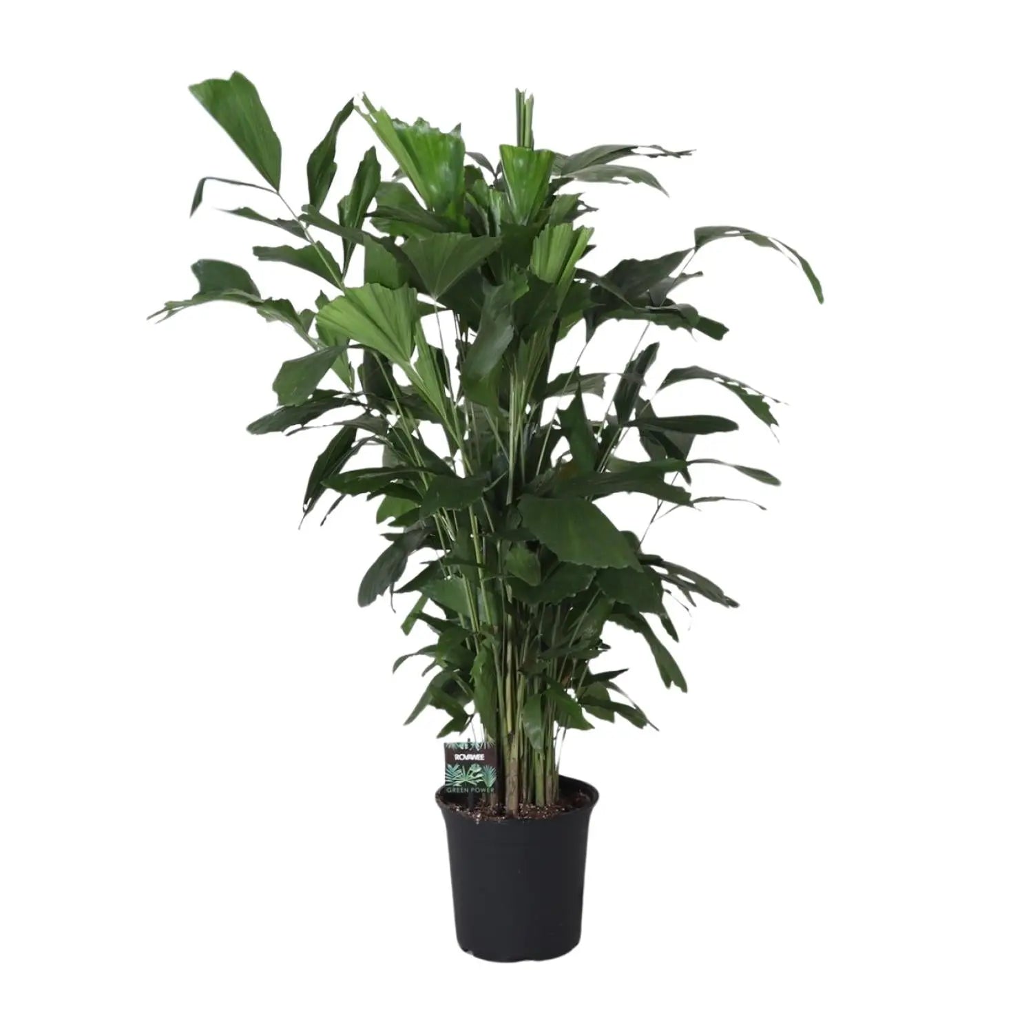 Caryota Mitis - Fischschwanzpalme - Image