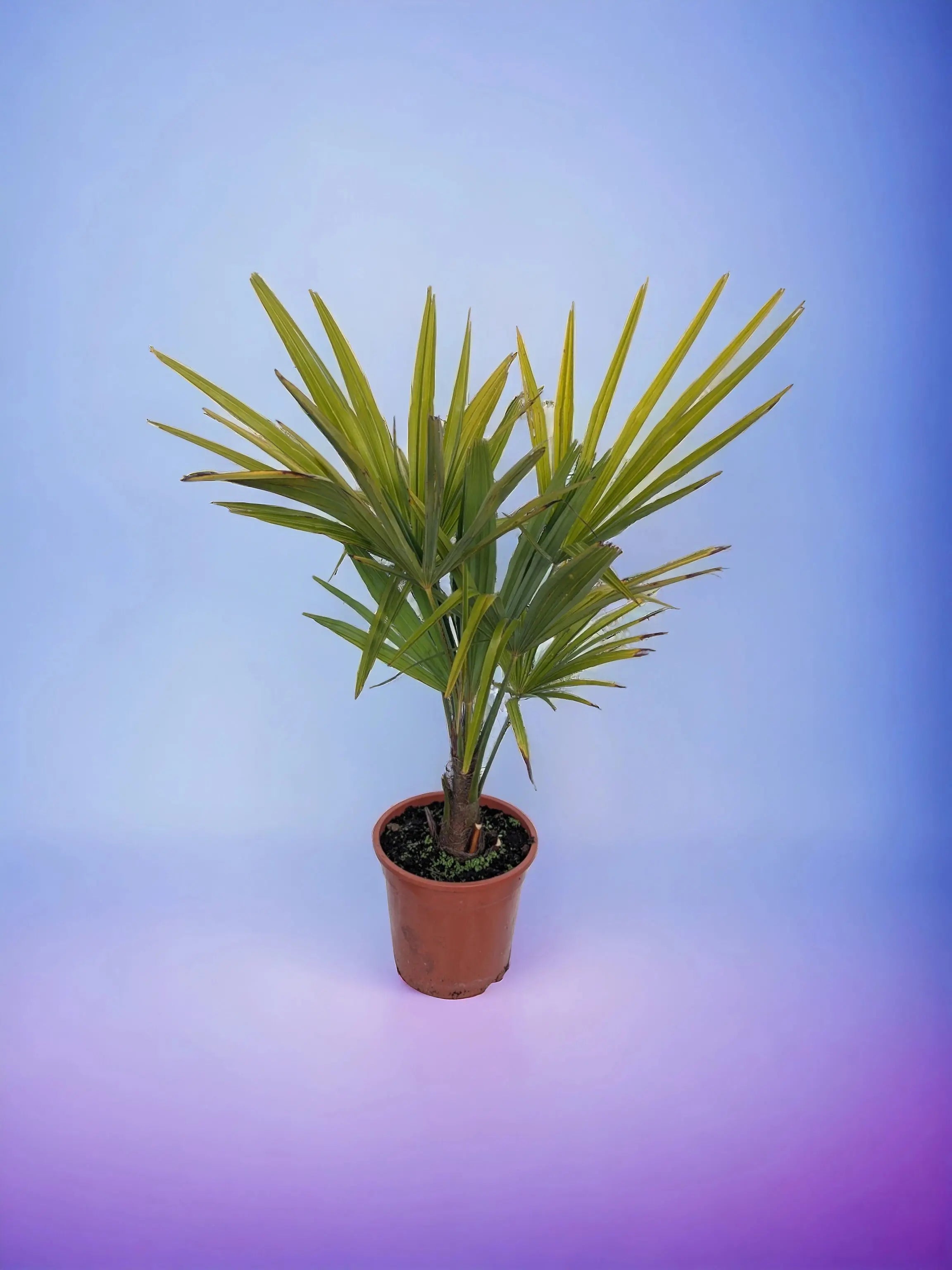 Trachycarpus fortunei - Chinesische Hanfpalme aus Freilandzucht - Image