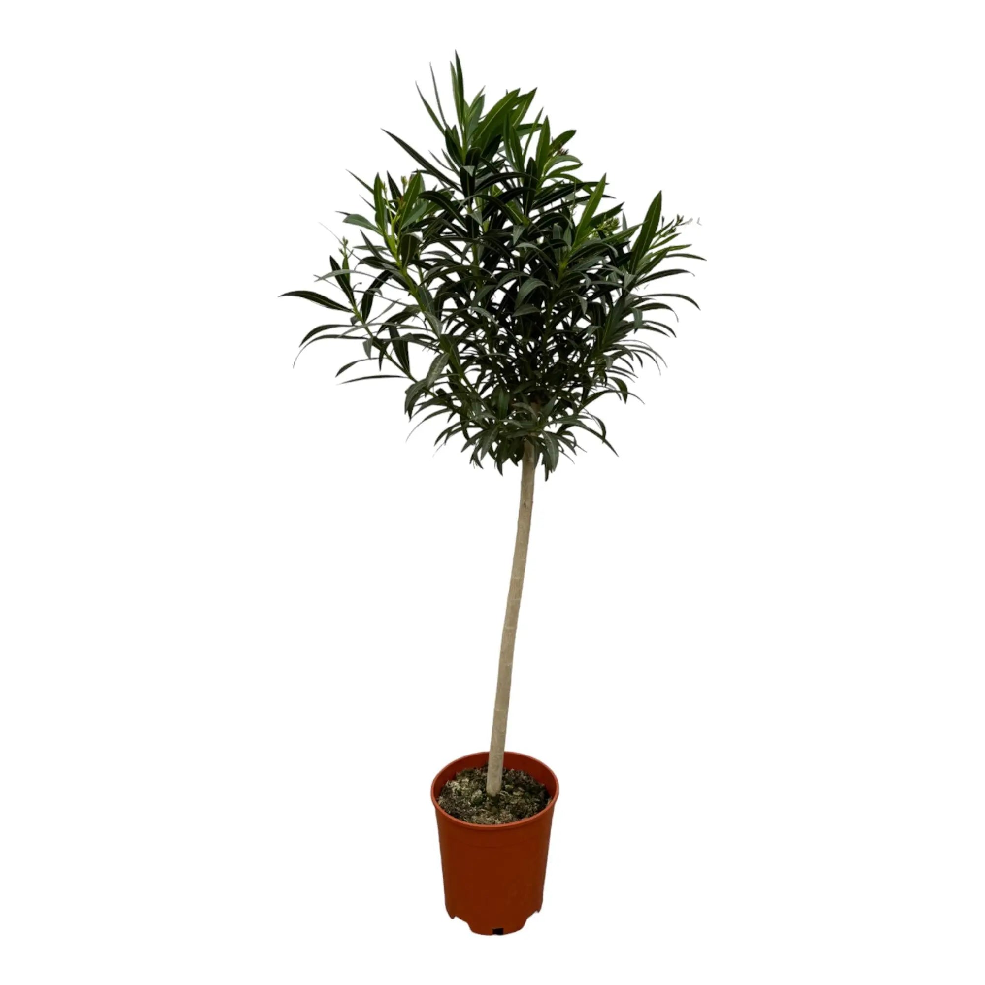 Nerium Oleander - Rosenlorbeer - Image
