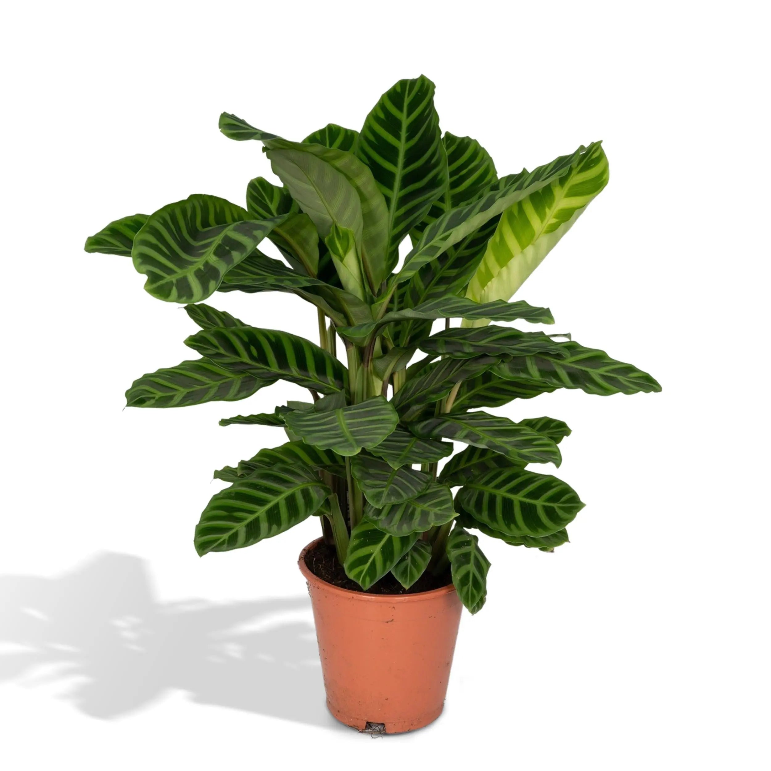 Calathea - Korbmarante - Image