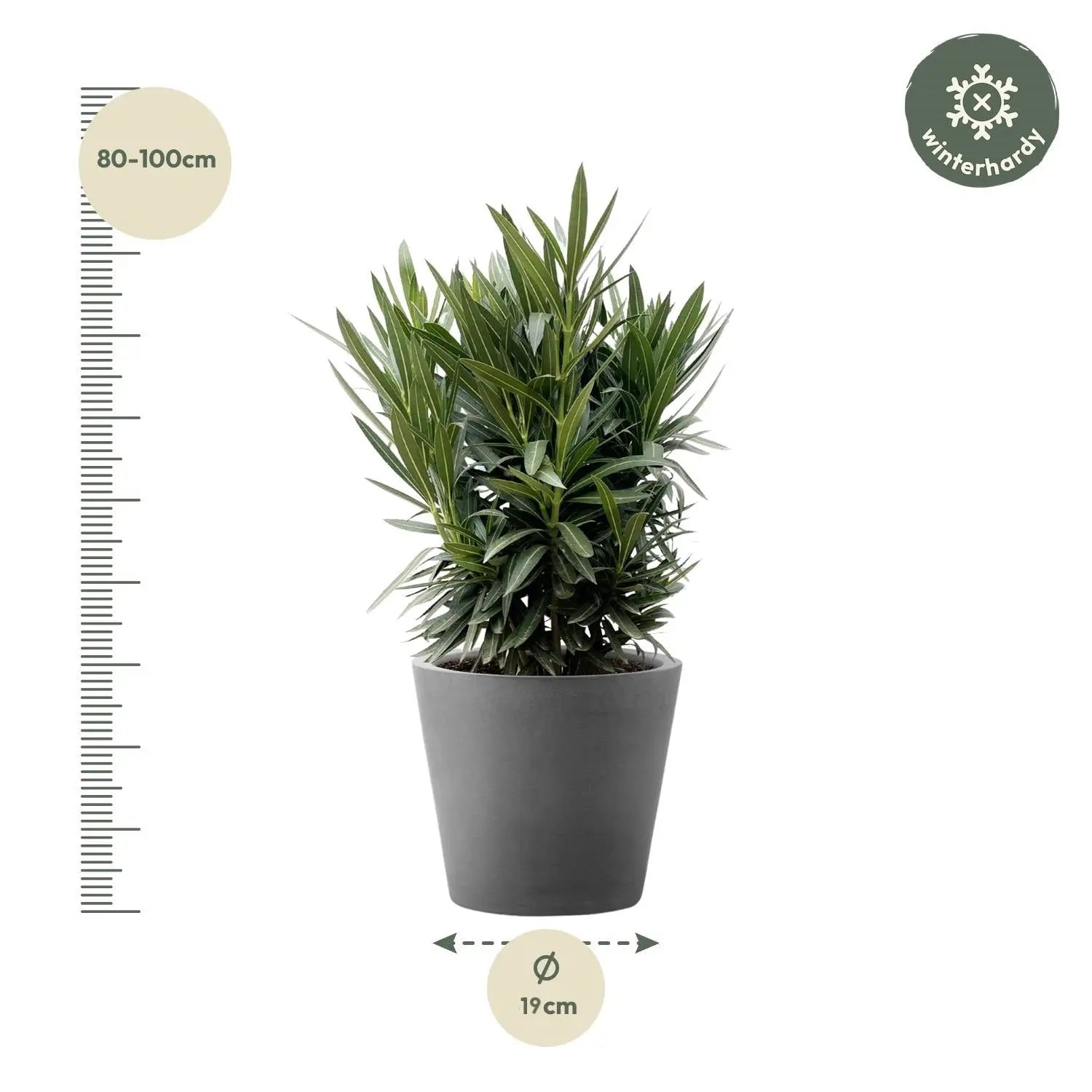 Nerium Oleander - Rosenlorbeer - Image