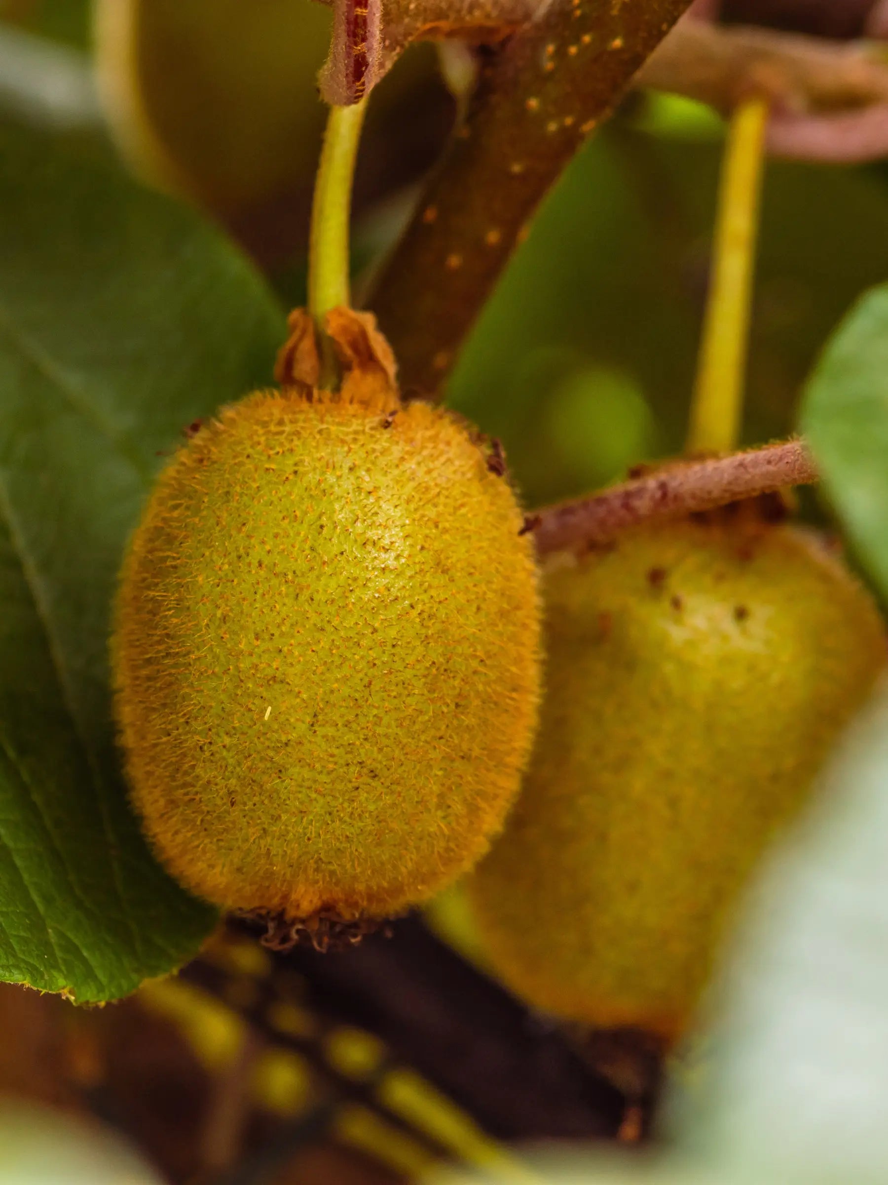 Actinidia deliciosa - Selbstbefruchtende Kiwipflanzen - Image