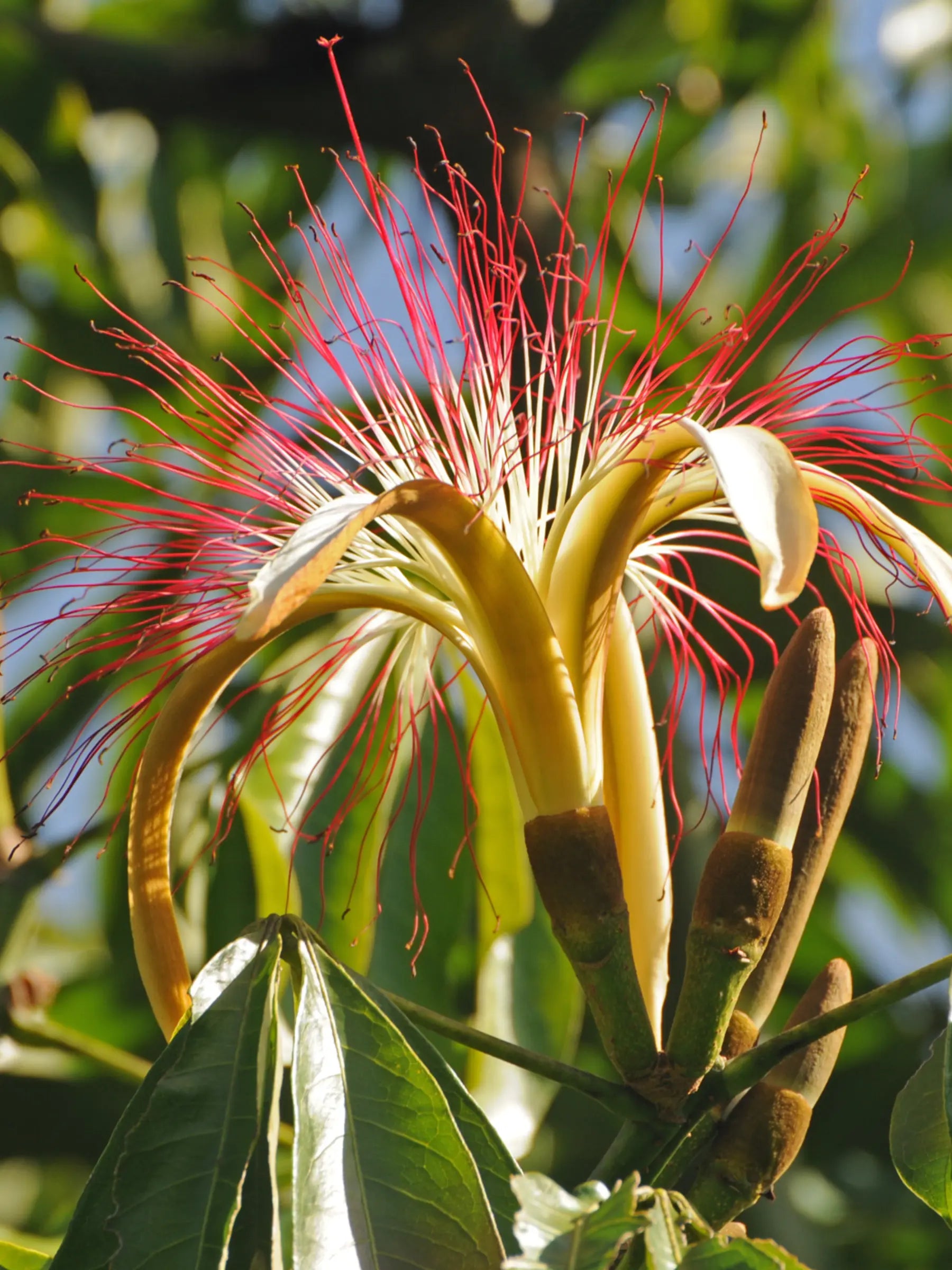 Pachira aquatica - Glückskastanie - Image