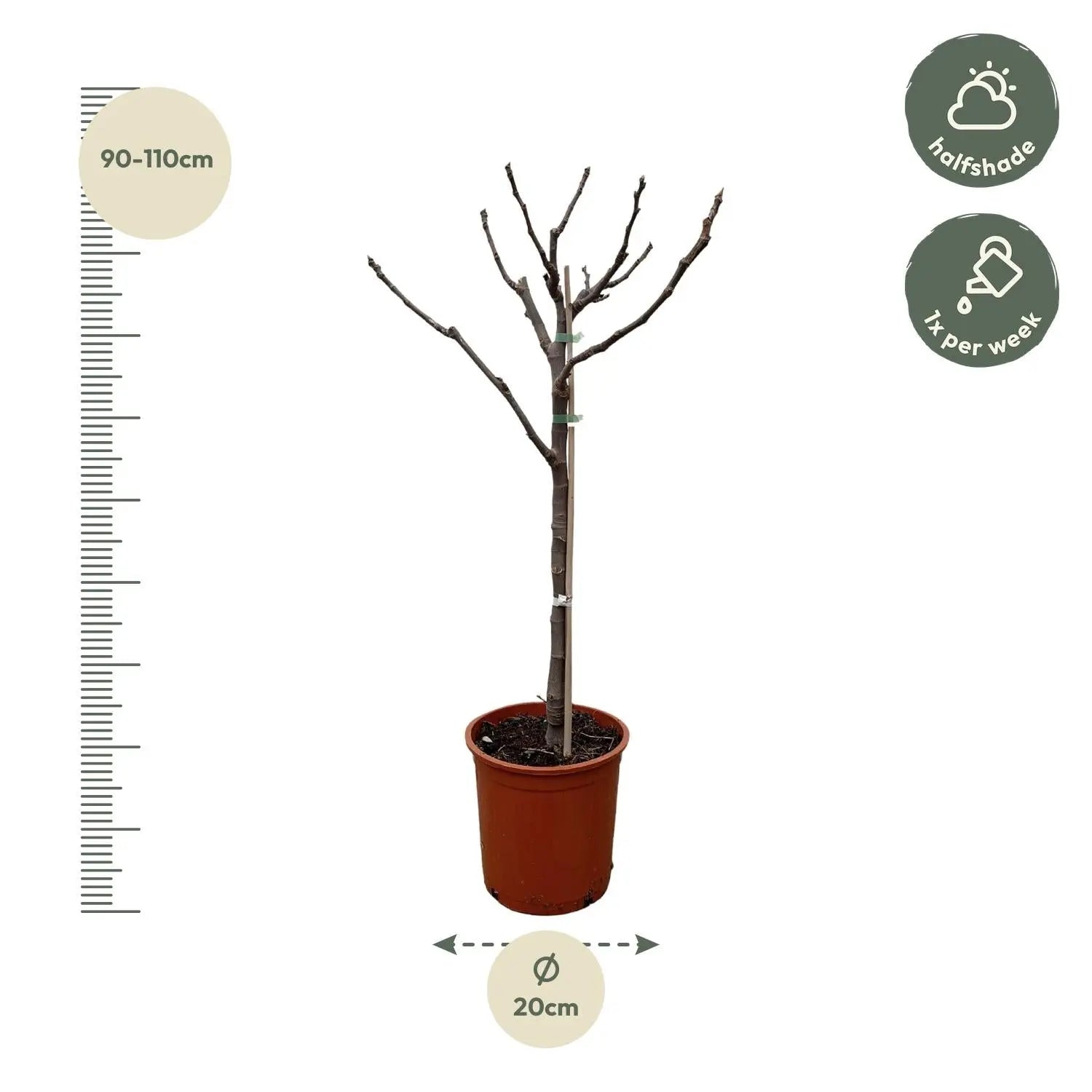 Ficus carica - Winterharte Echte Feige - Image