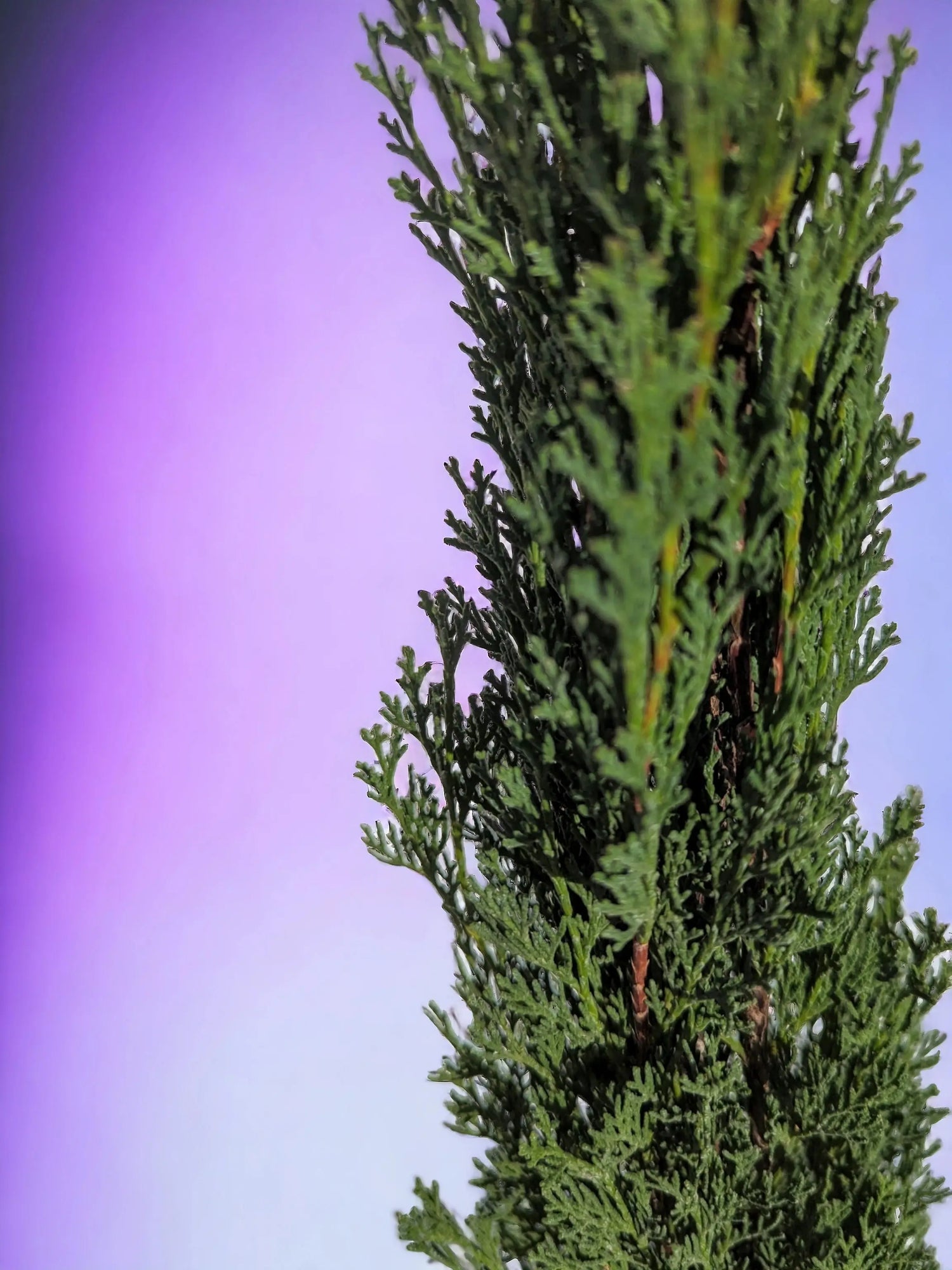 Cupressus sempervirens - Mittelmeerzypresse - Image