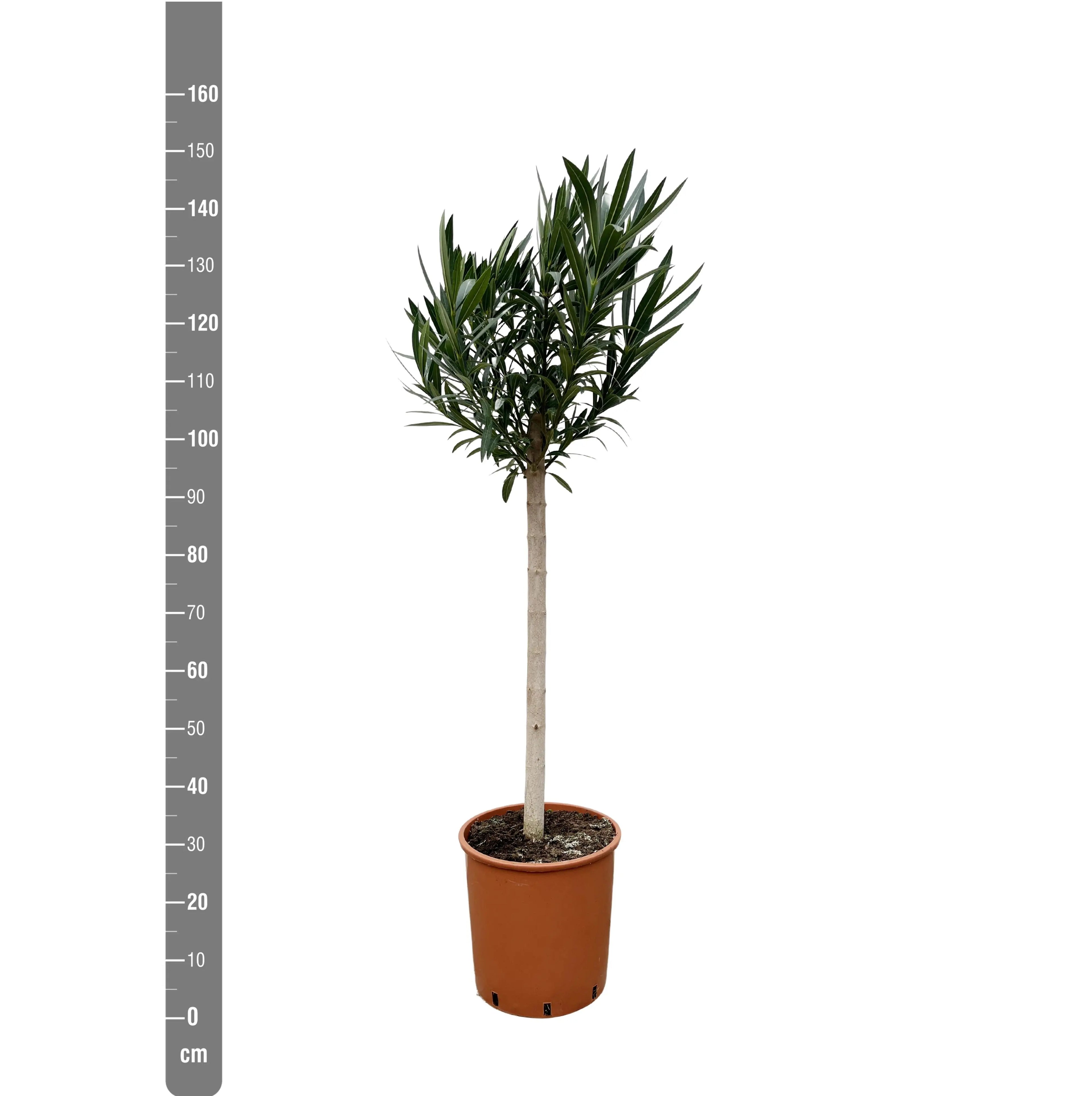 Nerium Oleander - Rosenlorbeer - Image