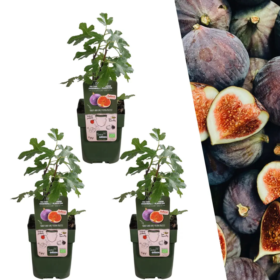 Ficus carica - Winterharte Echte Feige - Image