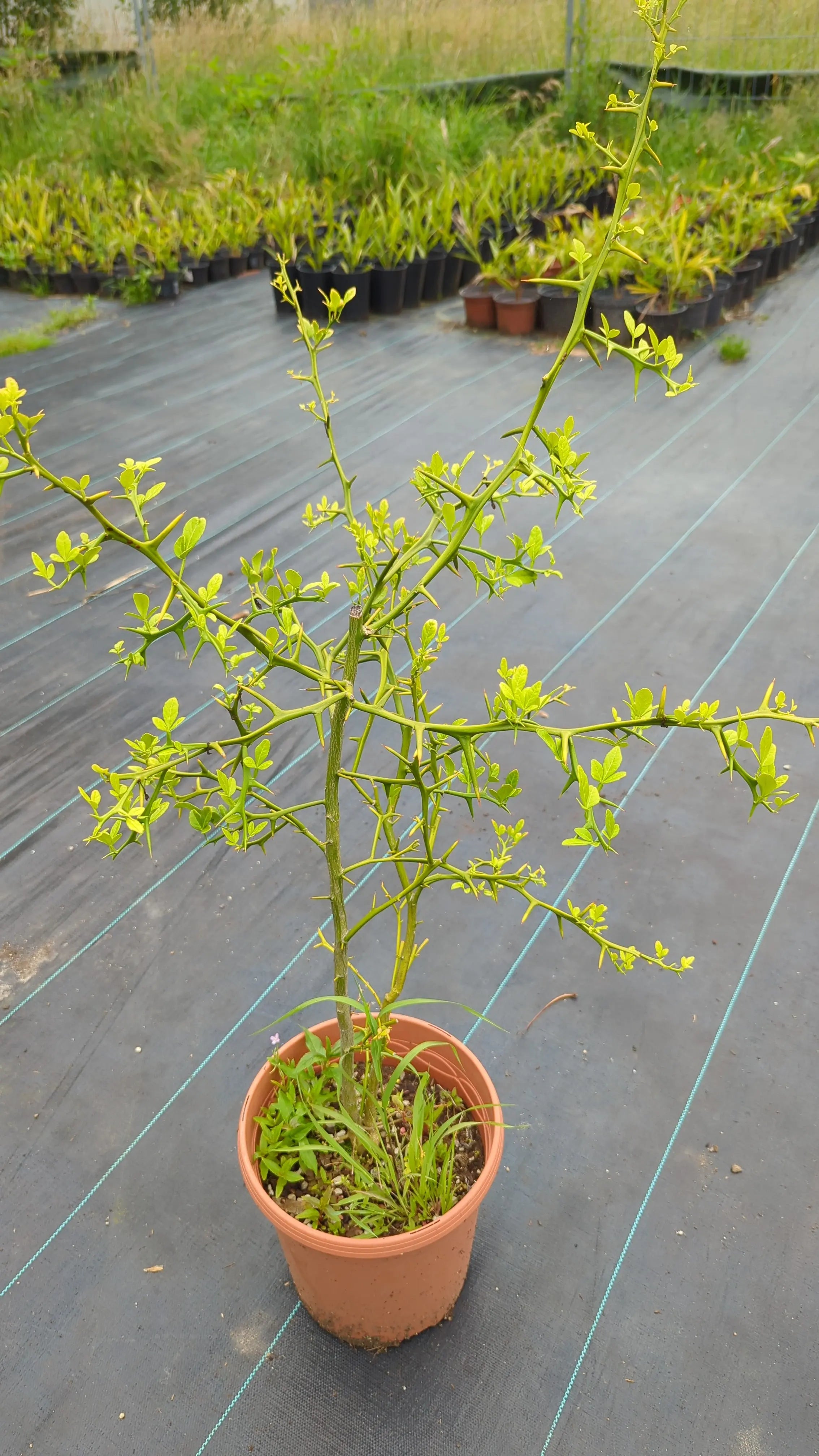 Poncirus trifoliata - Dreiblättrige Bitterorange aus Freilandzucht - Image