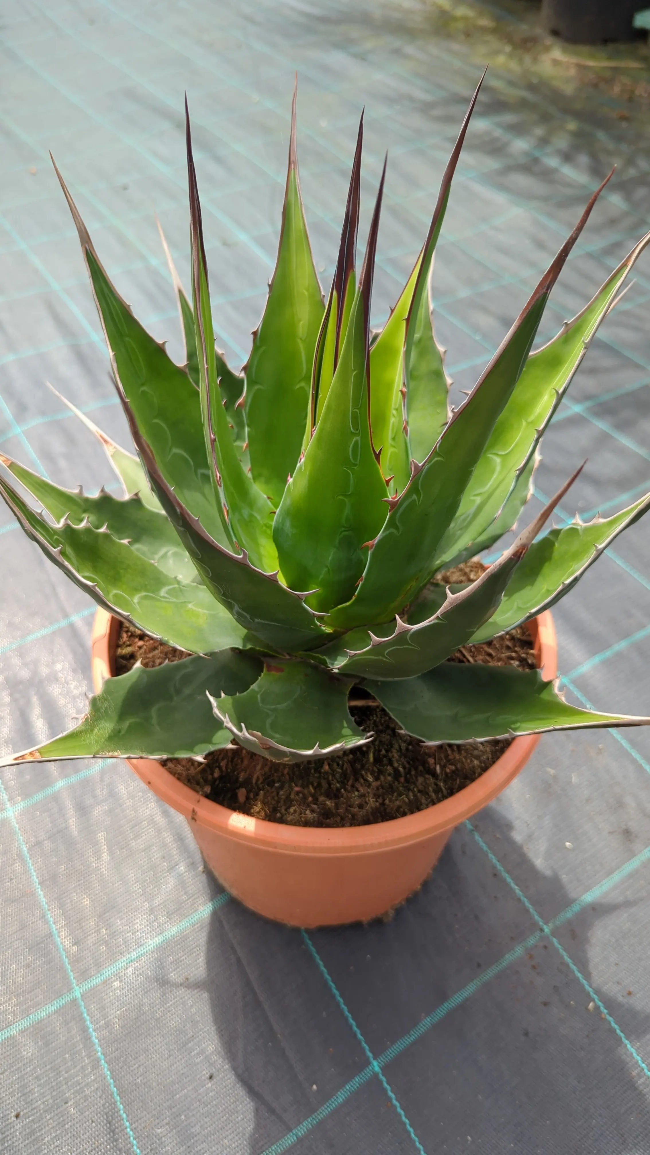 Agave parryi var. &