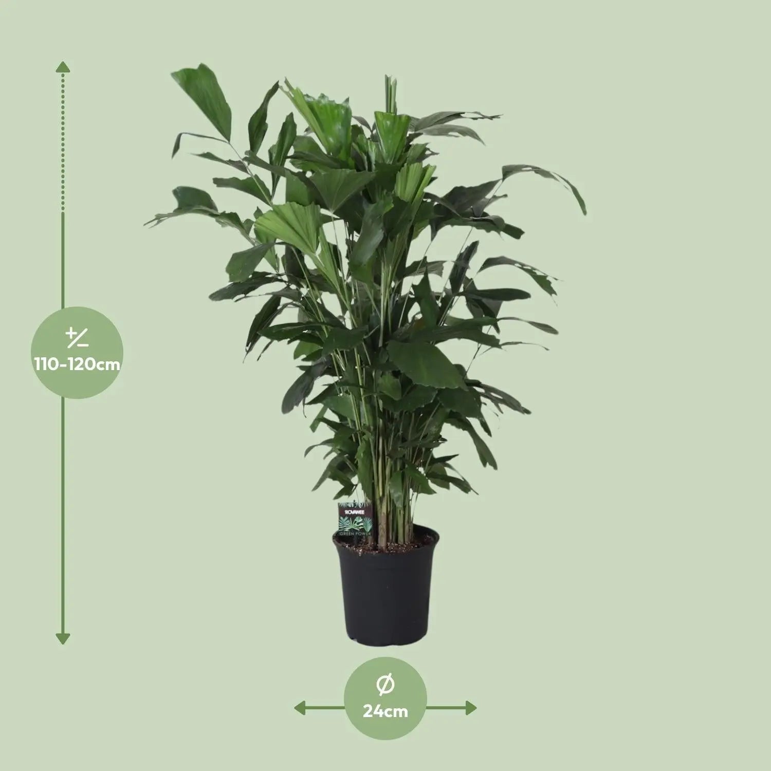 Caryota Mitis - Fischschwanzpalme - Image