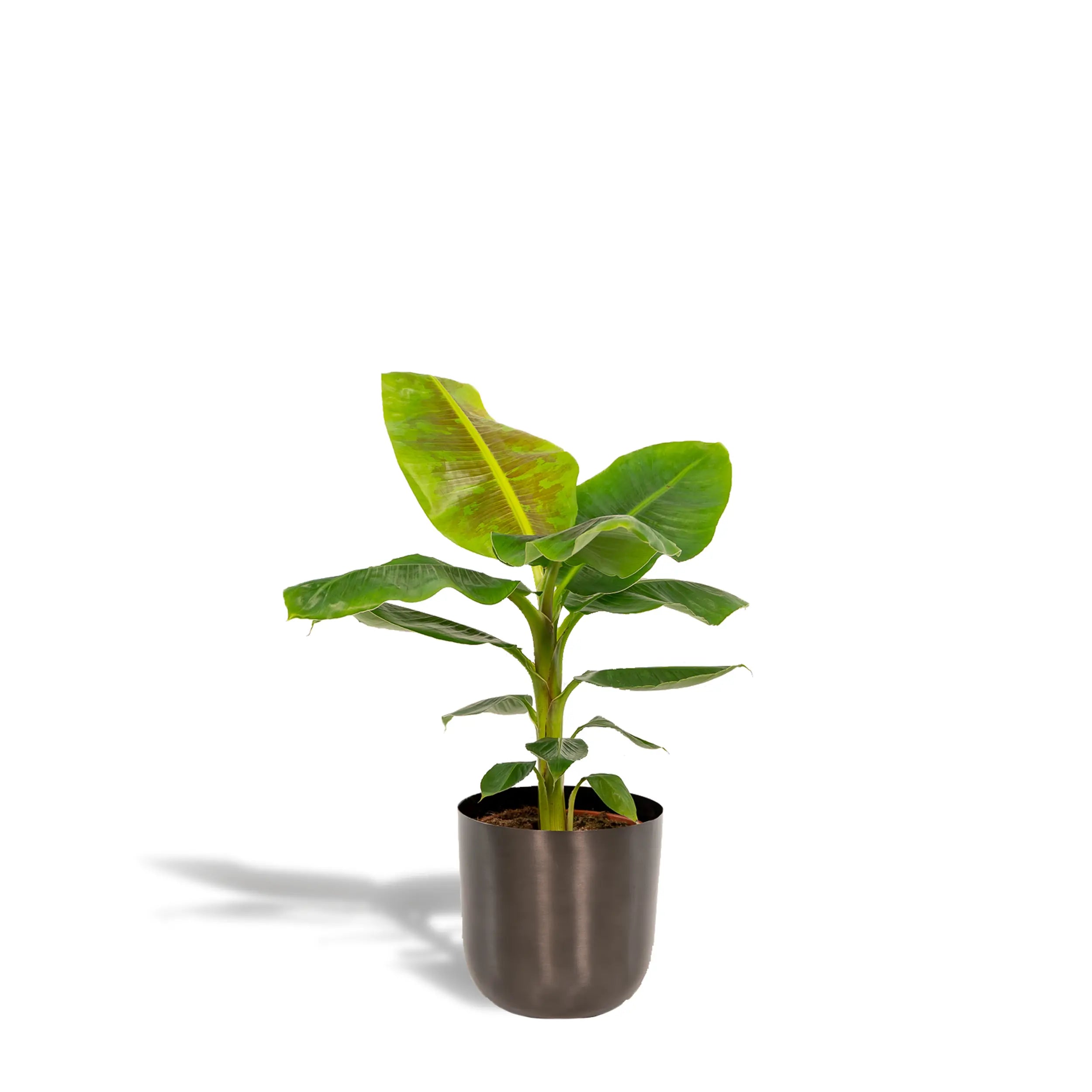 Musa Dwarf Cavendish - Zwerg-Essbanane - Image