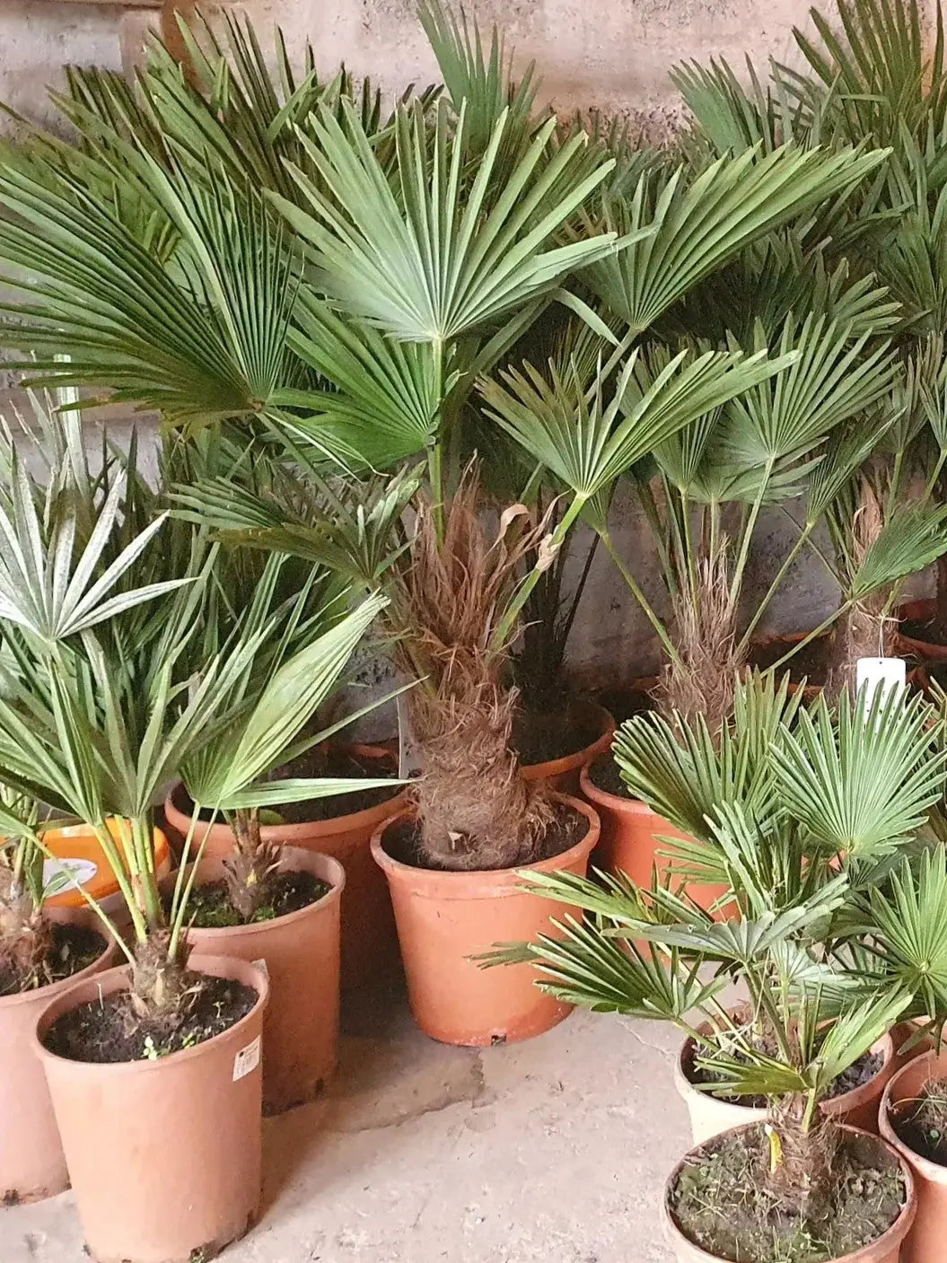 Trachycarpus wagnerianus - Wagner Hanfpalme - Image