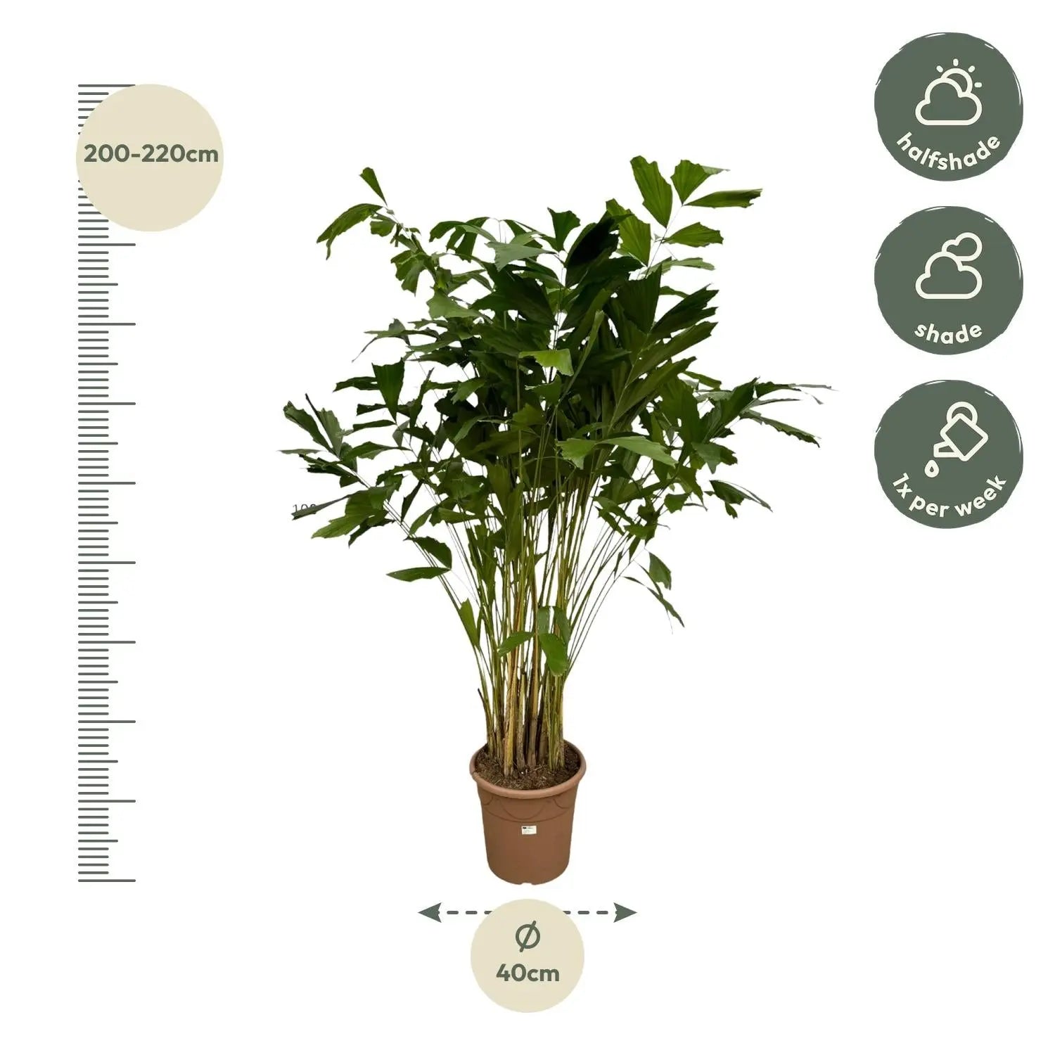 Caryota Mitis - Fischschwanzpalme - Image