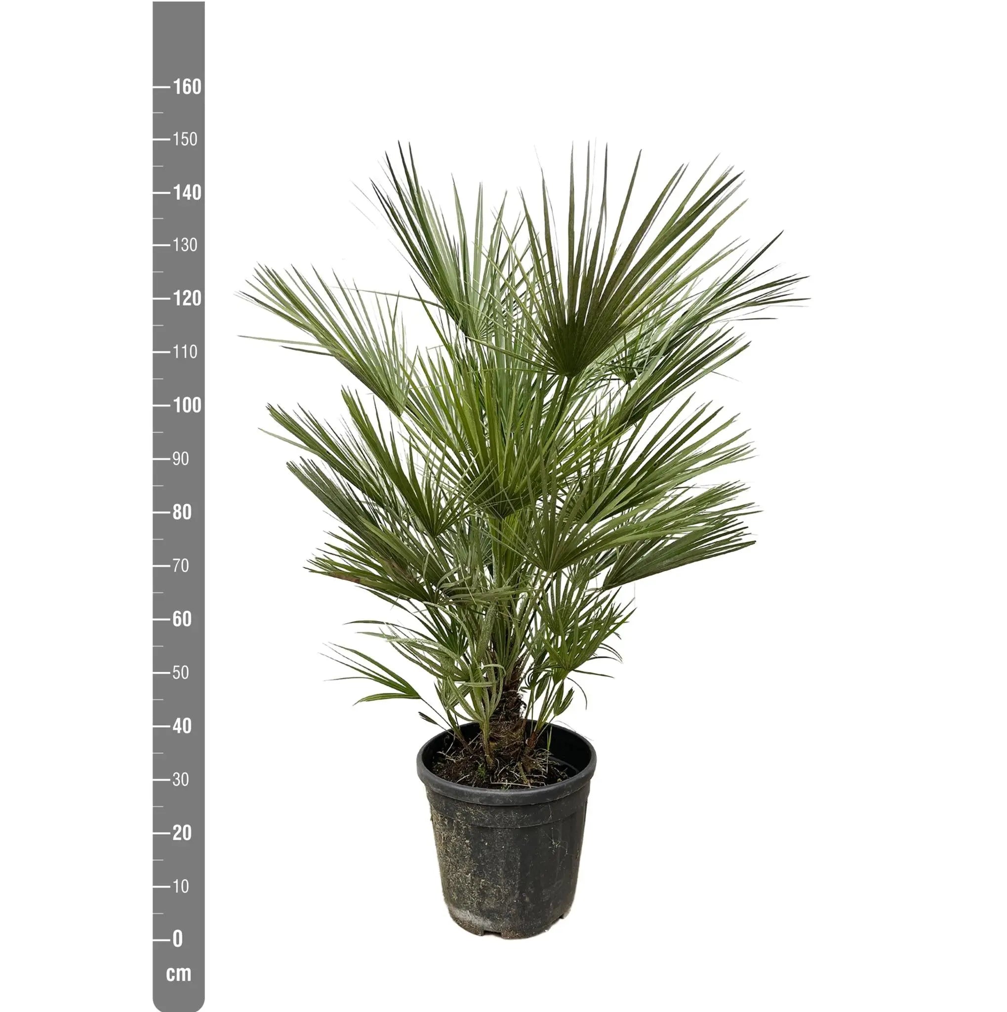 Chamaerops humilis - Europäische Zwergpalme - Image