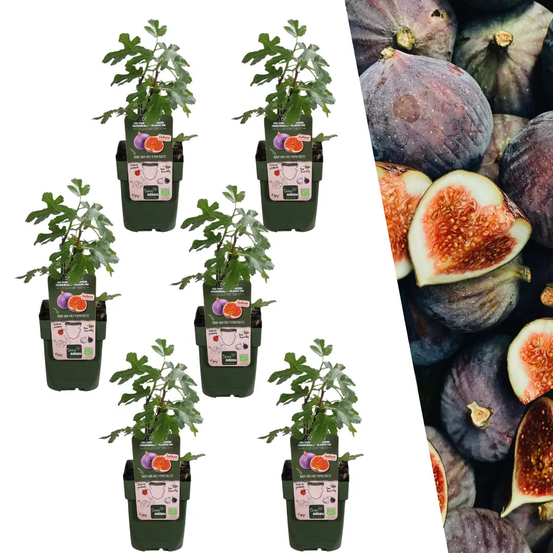 Ficus carica - Winterharte Echte Feige - Image