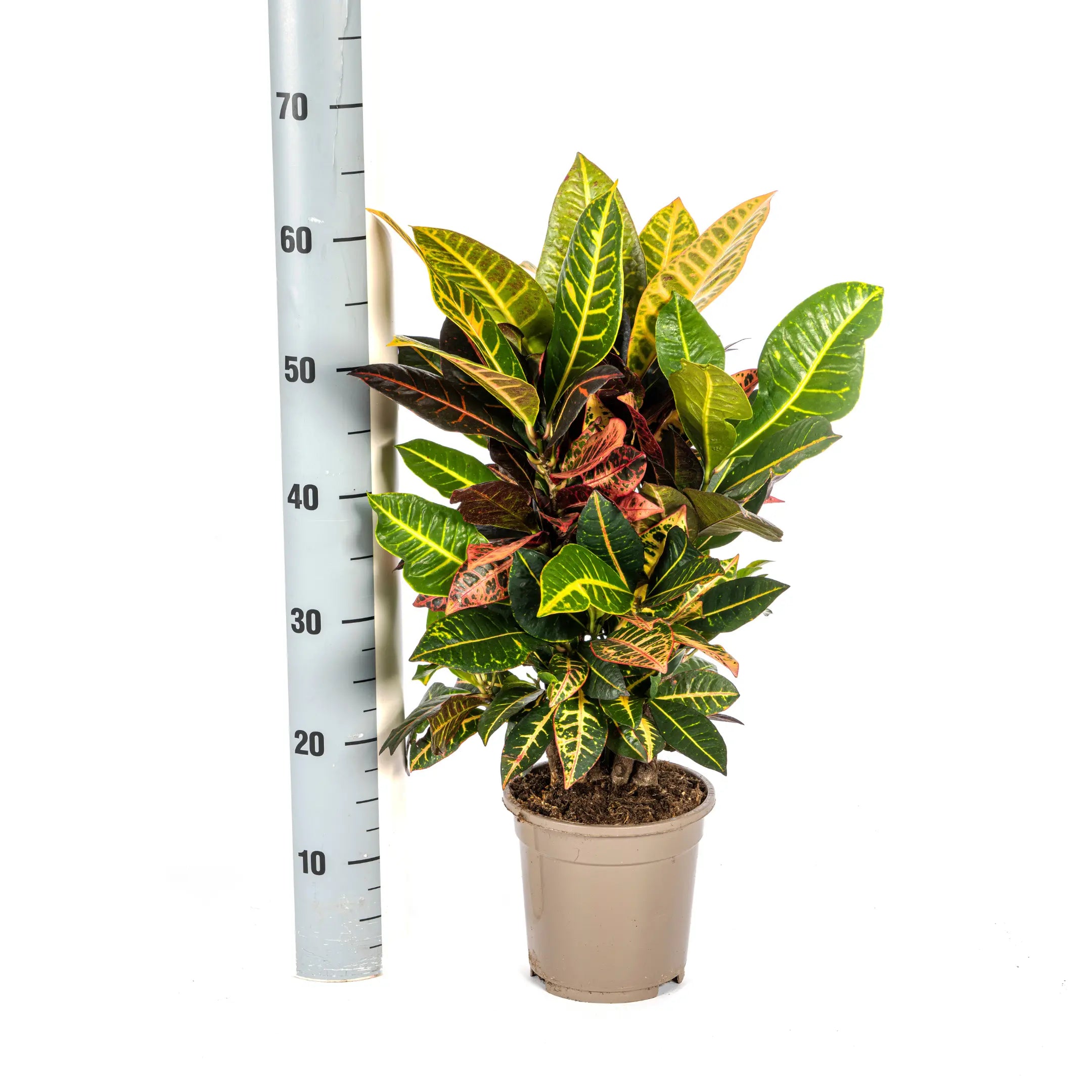 Croton Codiaeum variegatum - Wunderstrauch, Kroton - Image