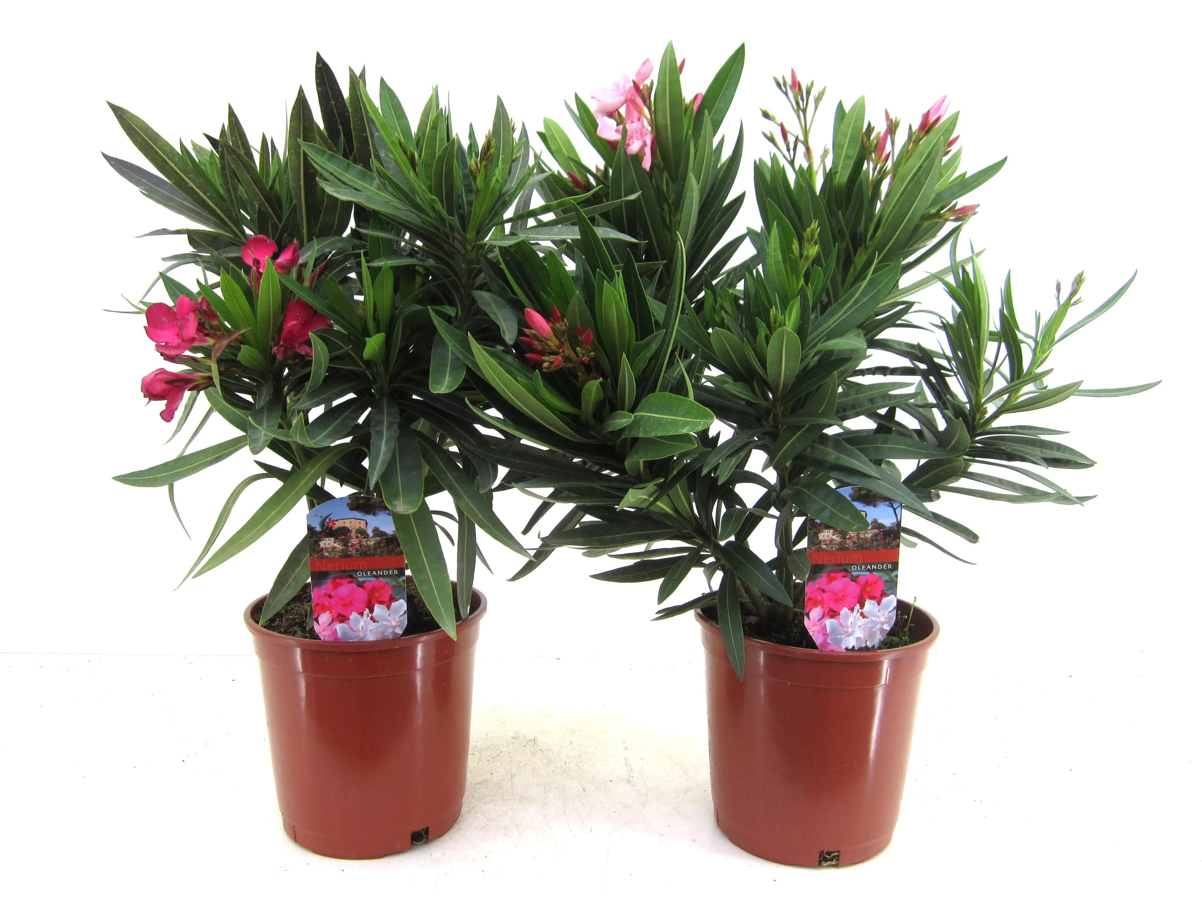 Nerium Oleander - Rosenlorbeer - Image