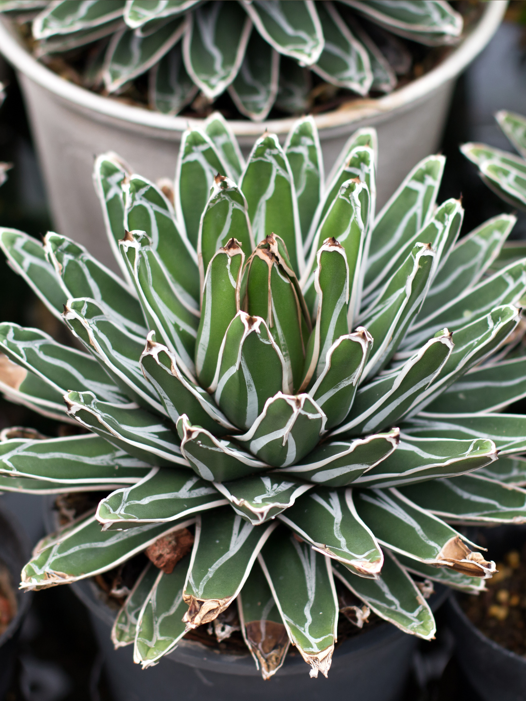 Agave victoriae reginae - Königinagave