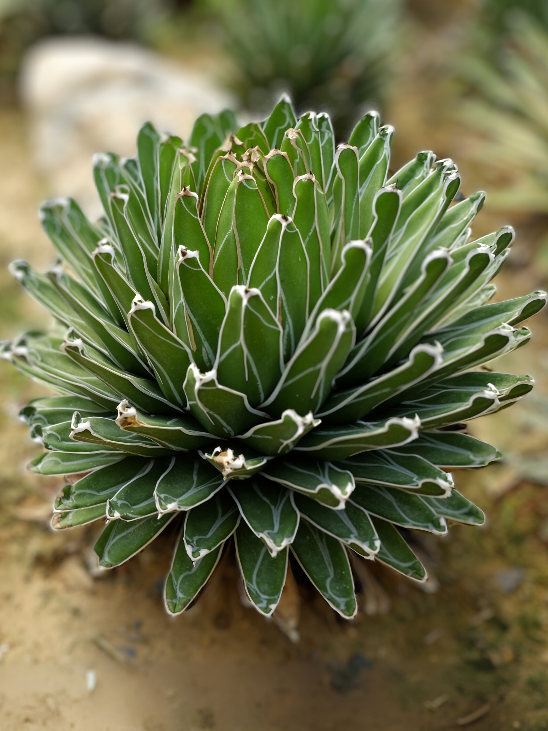 Agave victoriae reginae - Königinagave