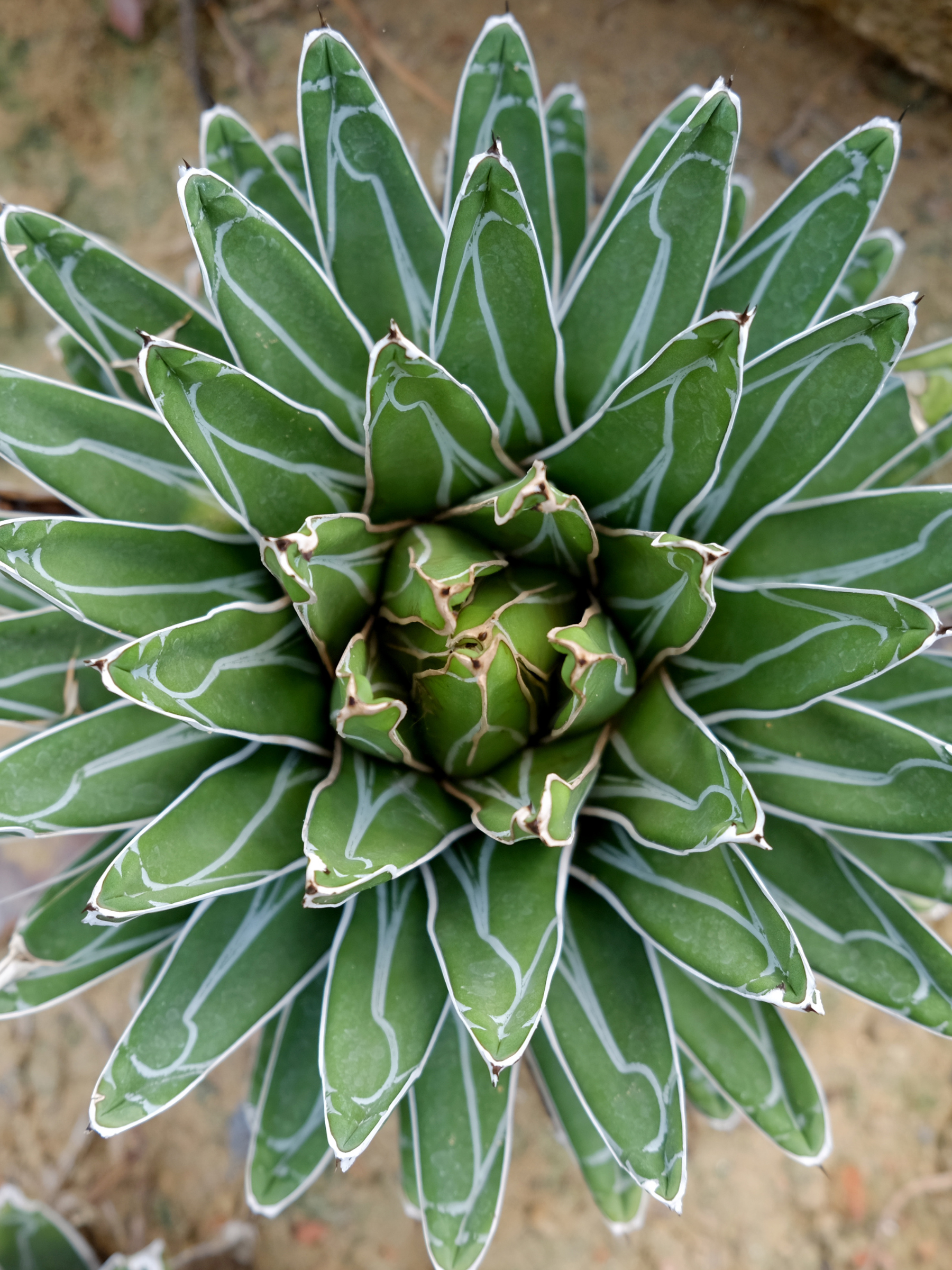 Agave victoriae reginae - Königinagave