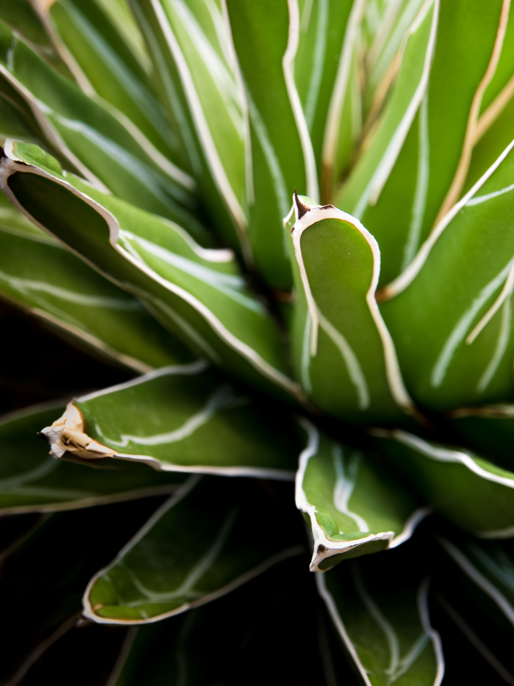 Agave victoriae reginae - Königinagave