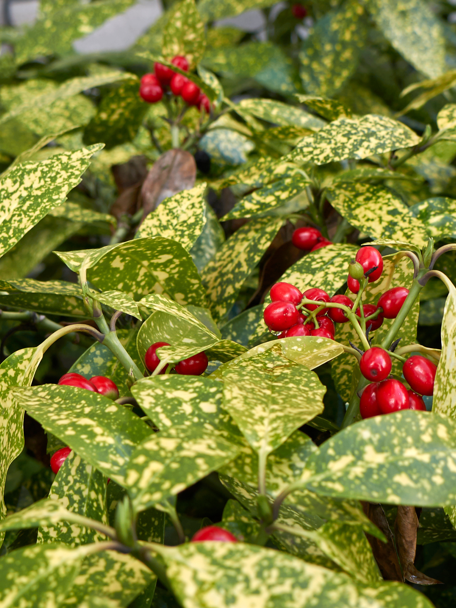 Aucuba Japonica - Japanische Goldorange