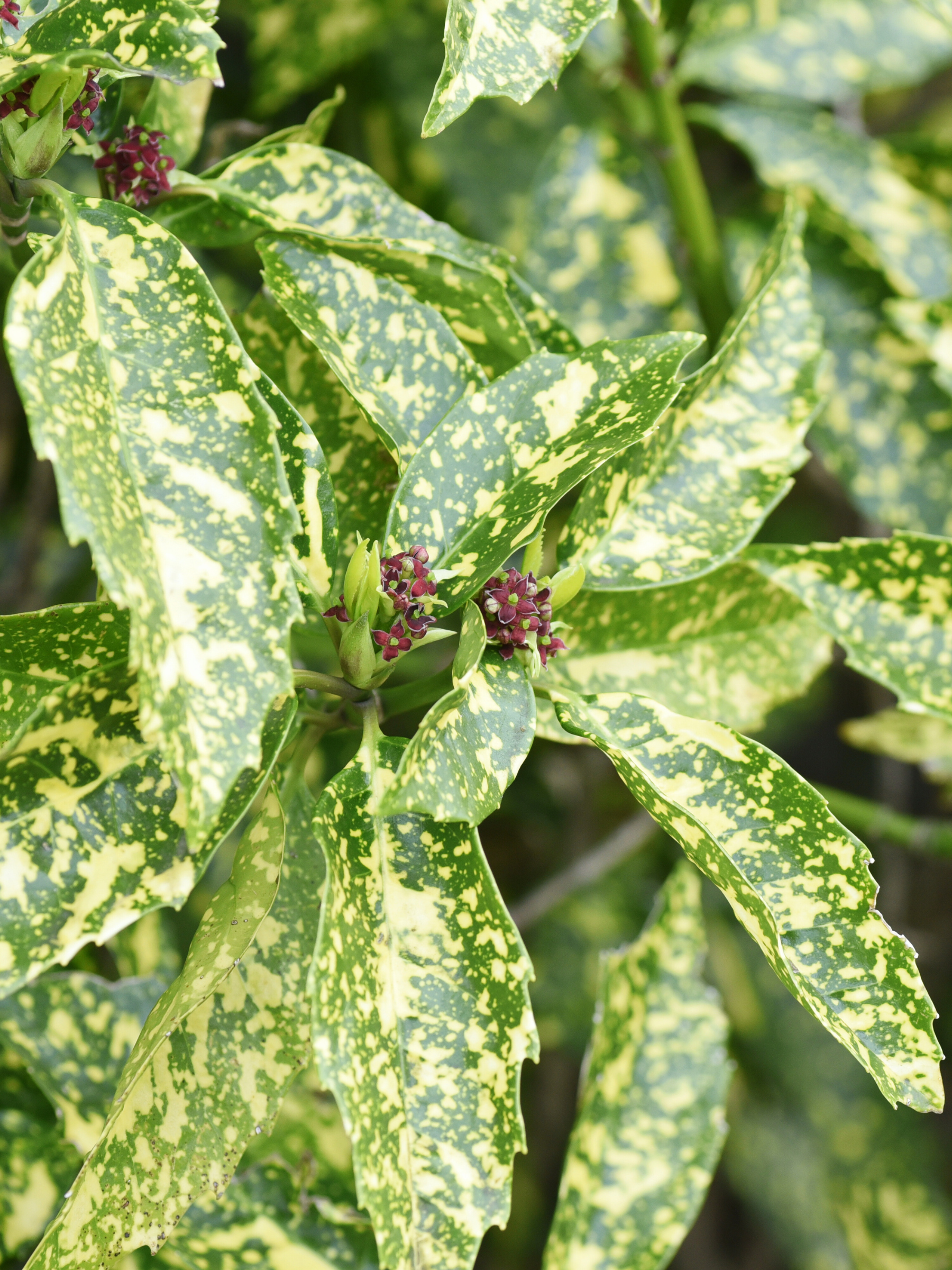 Aucuba Japonica - Japanische Goldorange